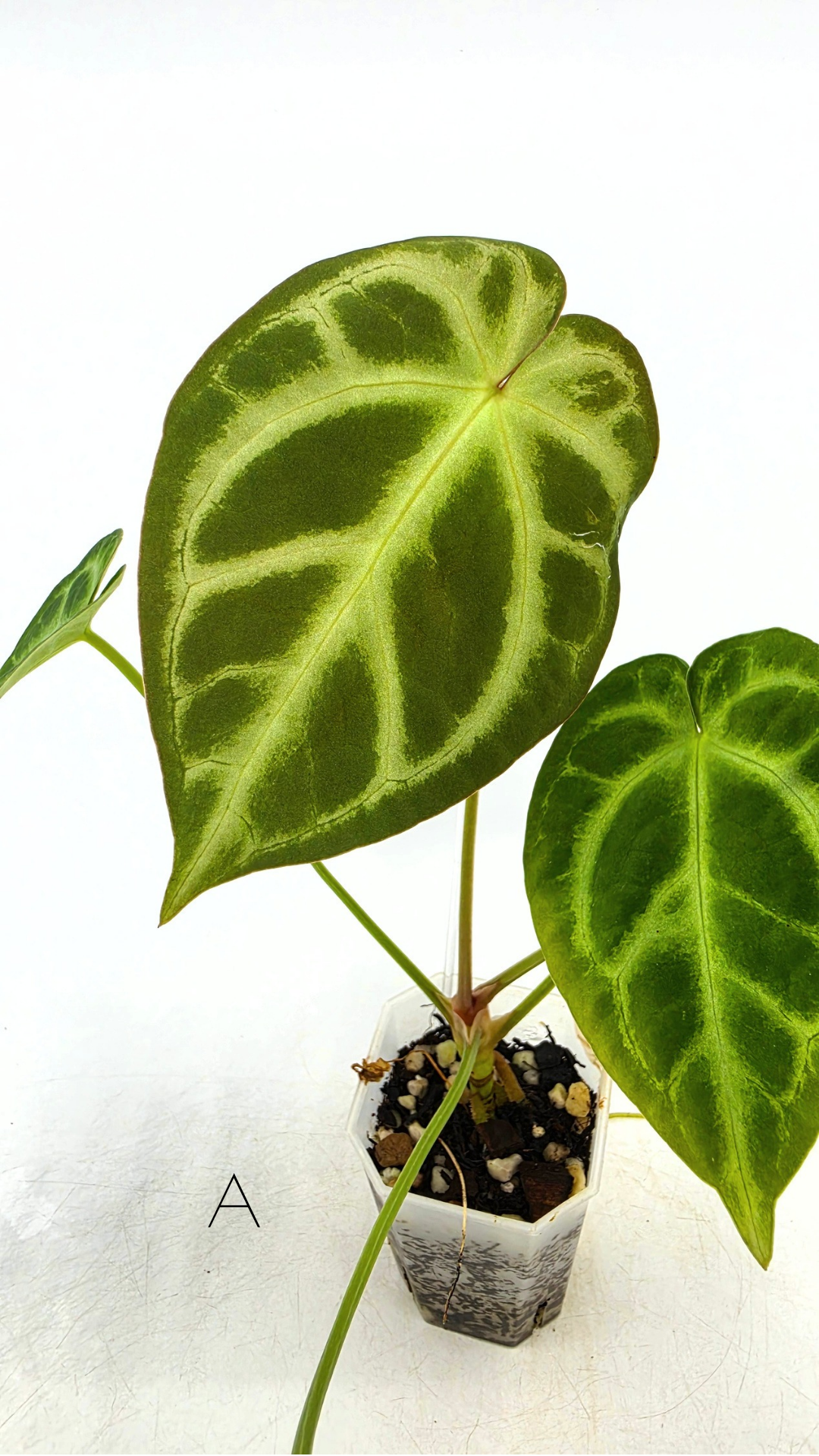 Rare indoor plant Anthurium Magnificum available for sale at rare house plant shop The Leaf Gallery in Perth, Western Australia