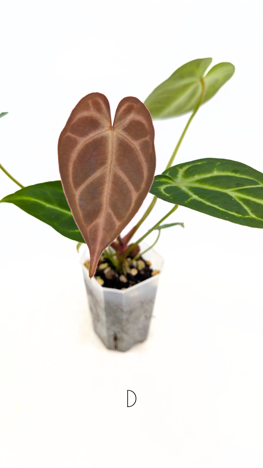 Rare indoor plant Anthurium Magnificum available for sale at rare house plant shop The Leaf Gallery in Perth, Western Australia