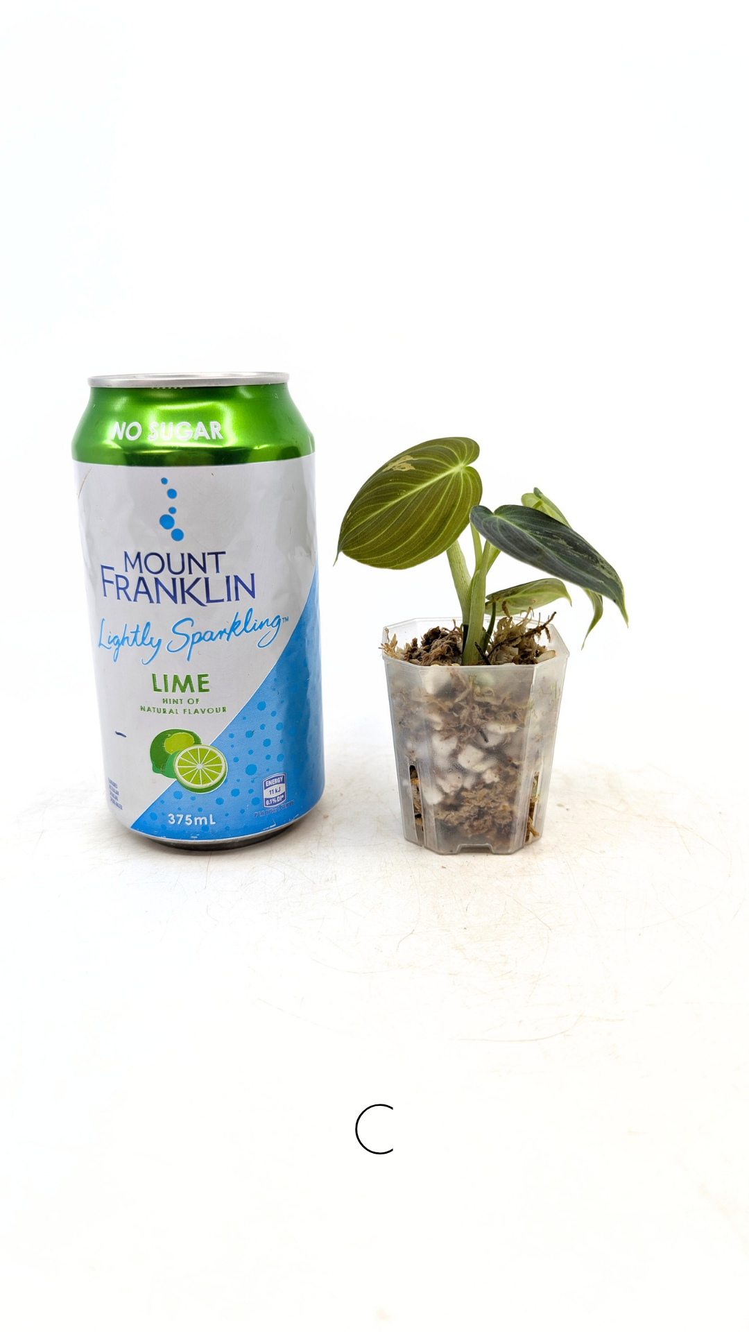 Rare plant Philodendron Melanochrysum Varigated available for sale at rare plant shop The Leaf Gallery in Perth, Western Australia