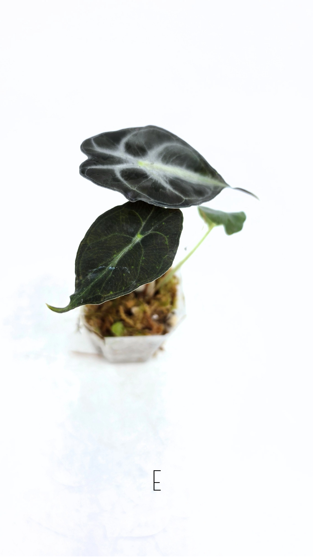 Rare indoor plant Alocasia Venom available for sale at rare house plant shop The Leaf Gallery in Perth, Western Australia.