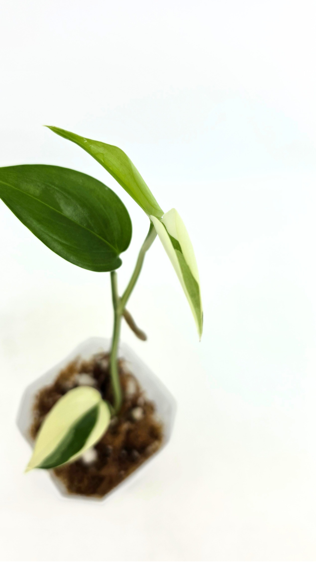 Rare plant Scindapsus Blue Albo Varigated available at rare plant shop The Leaf Gallery in Perth, Western Australia