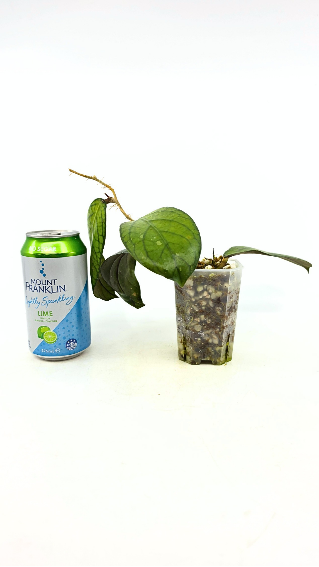 Rare waxplant Hoya Sp Tanggamus available for sale at rare indoor plant shop The Leaf Gallery in Perth, Western Australia