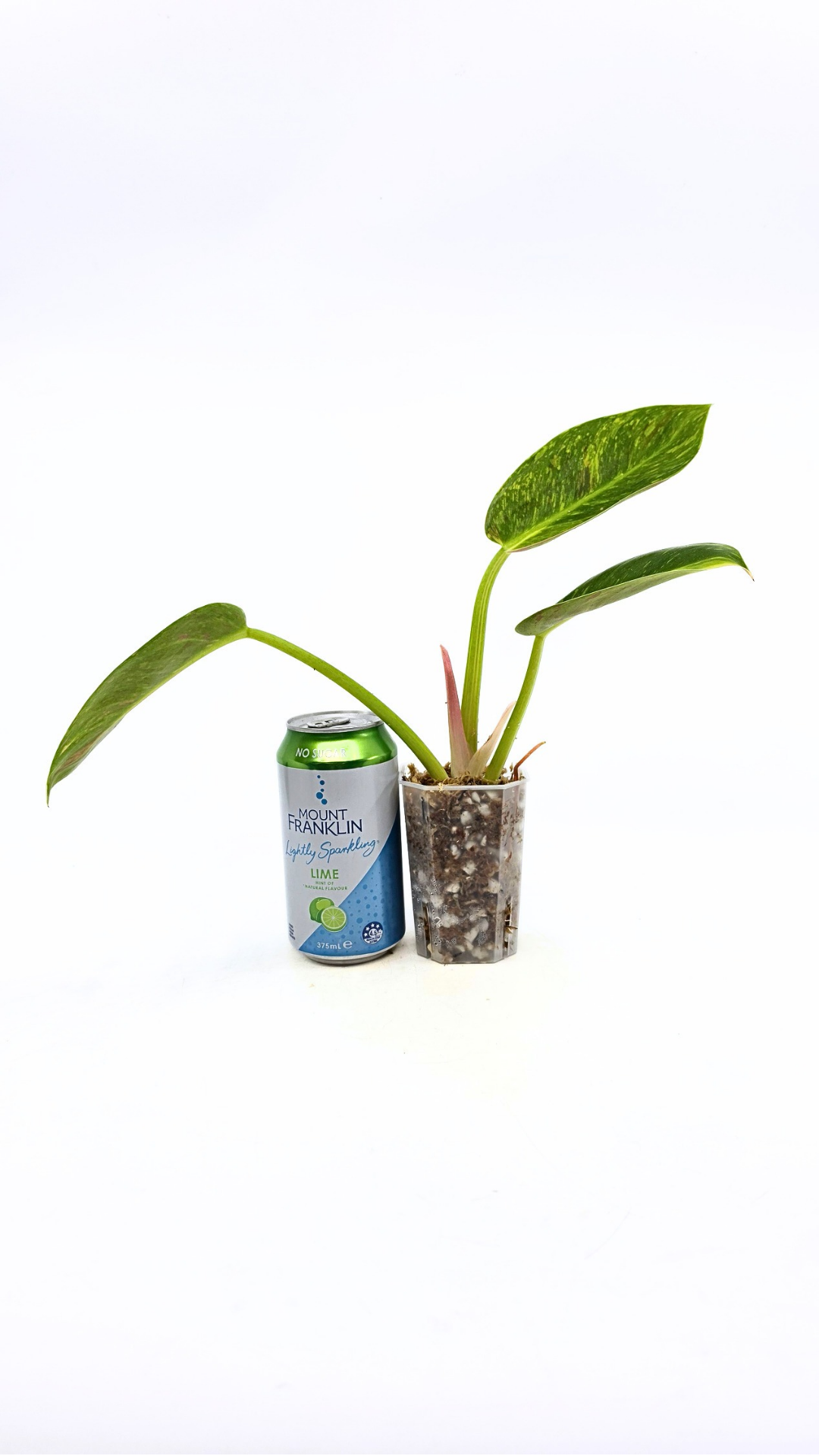 Uncommon Philodendron Green Congo Hybrid Varigated also known as Philodendron Green Congo Nuclear available for sale at rare plant shop The Leaf Gallery in Perth, Western Australia