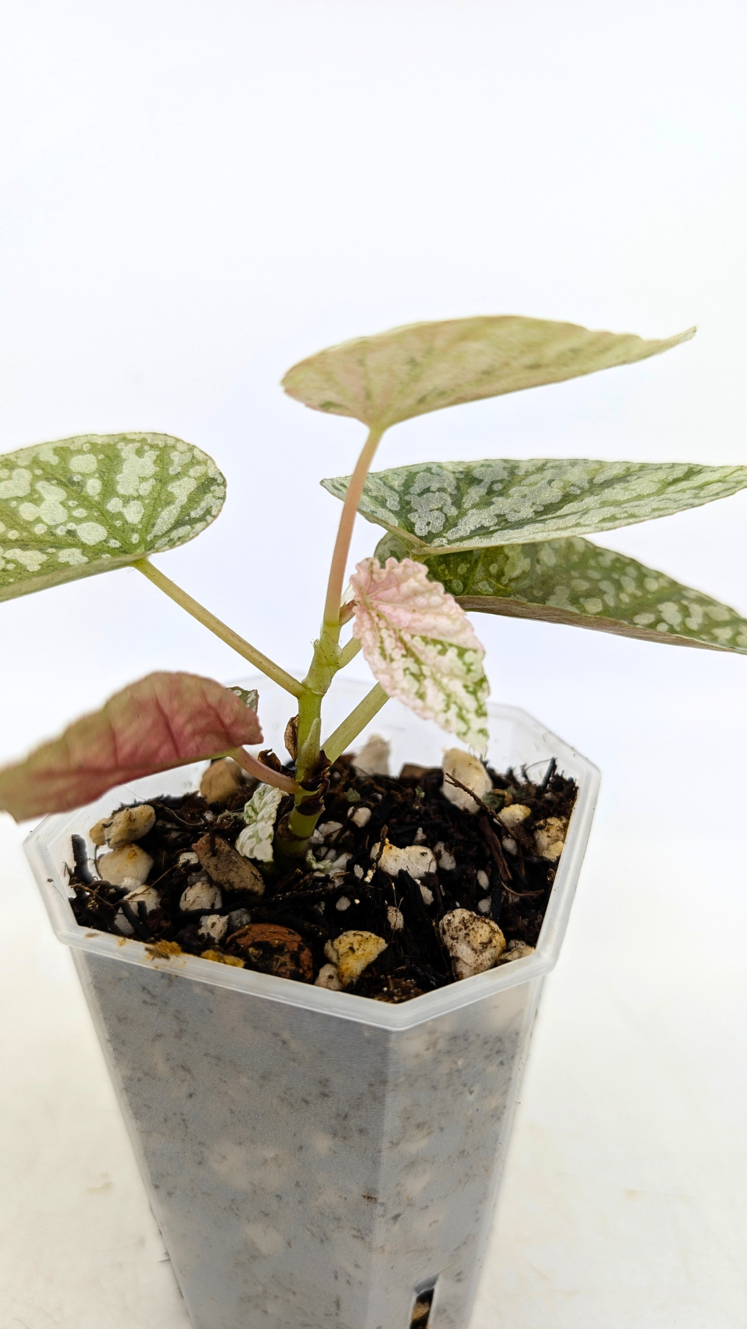 Rare Begonia Snow Capped Pink Variegated available for sale at rare plant shop The Leaf Gallery in Perth, Western Australia