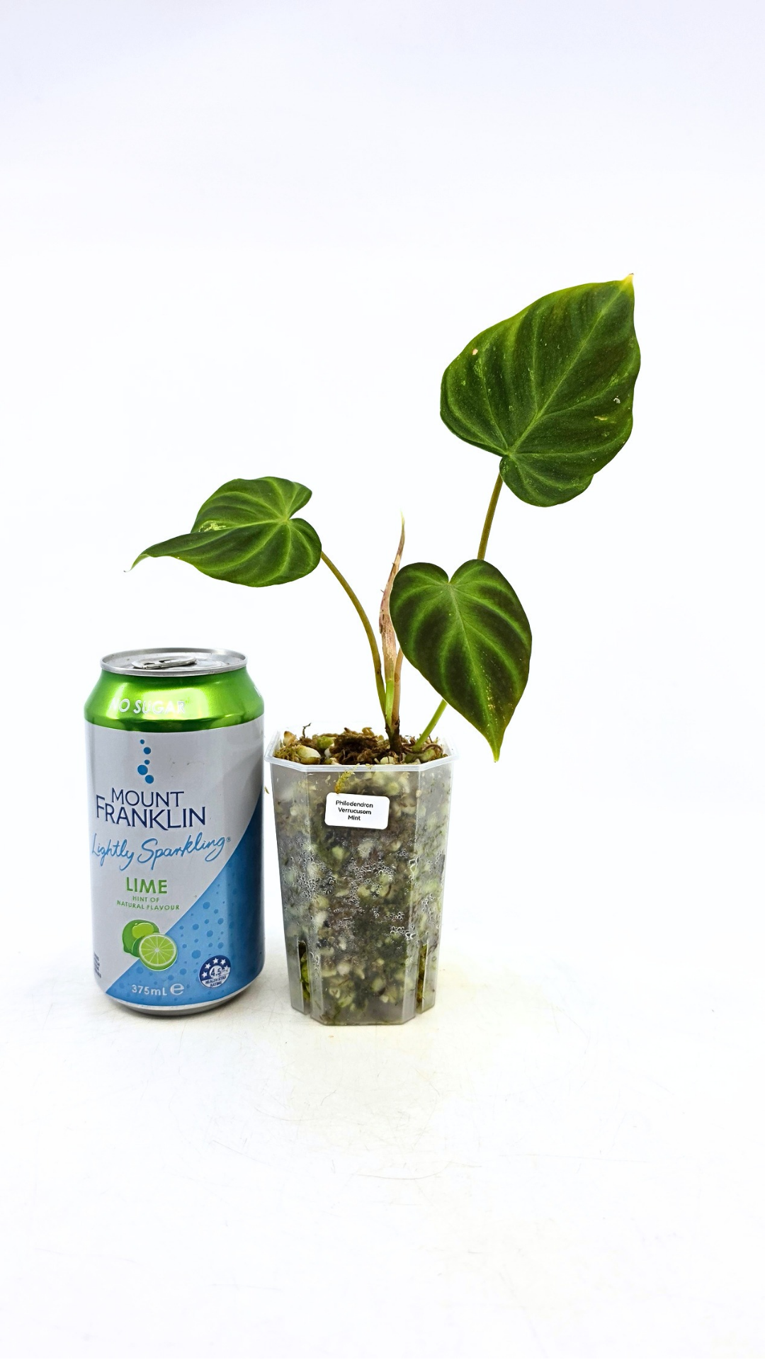 Rare indoor plant Philodendron Verrucusom Mint Variegated available for sale at rare house plant shop The Leaf Gallery in Perth, Western Australia