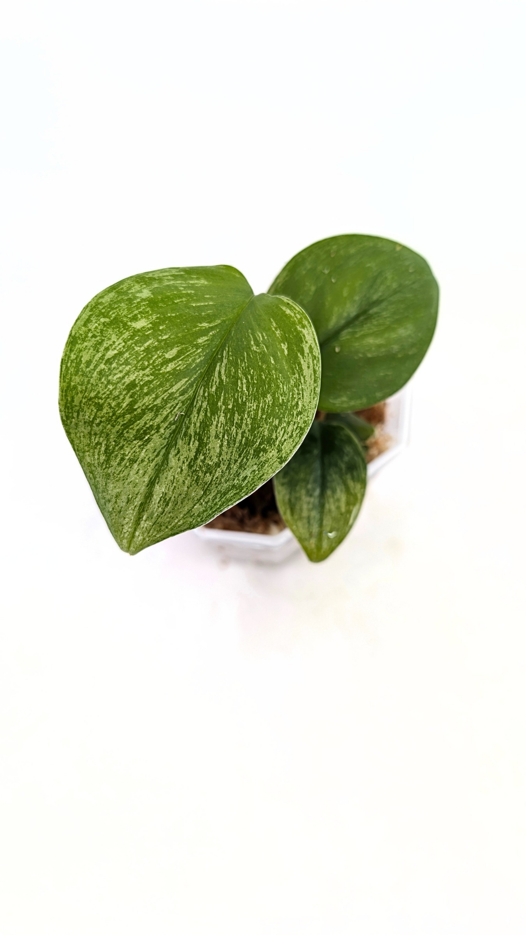 Rare indoor plant Scindapsus Treubii Moonlight Mint Varigated available at The Leaf Gallery in Perth, Western Australia