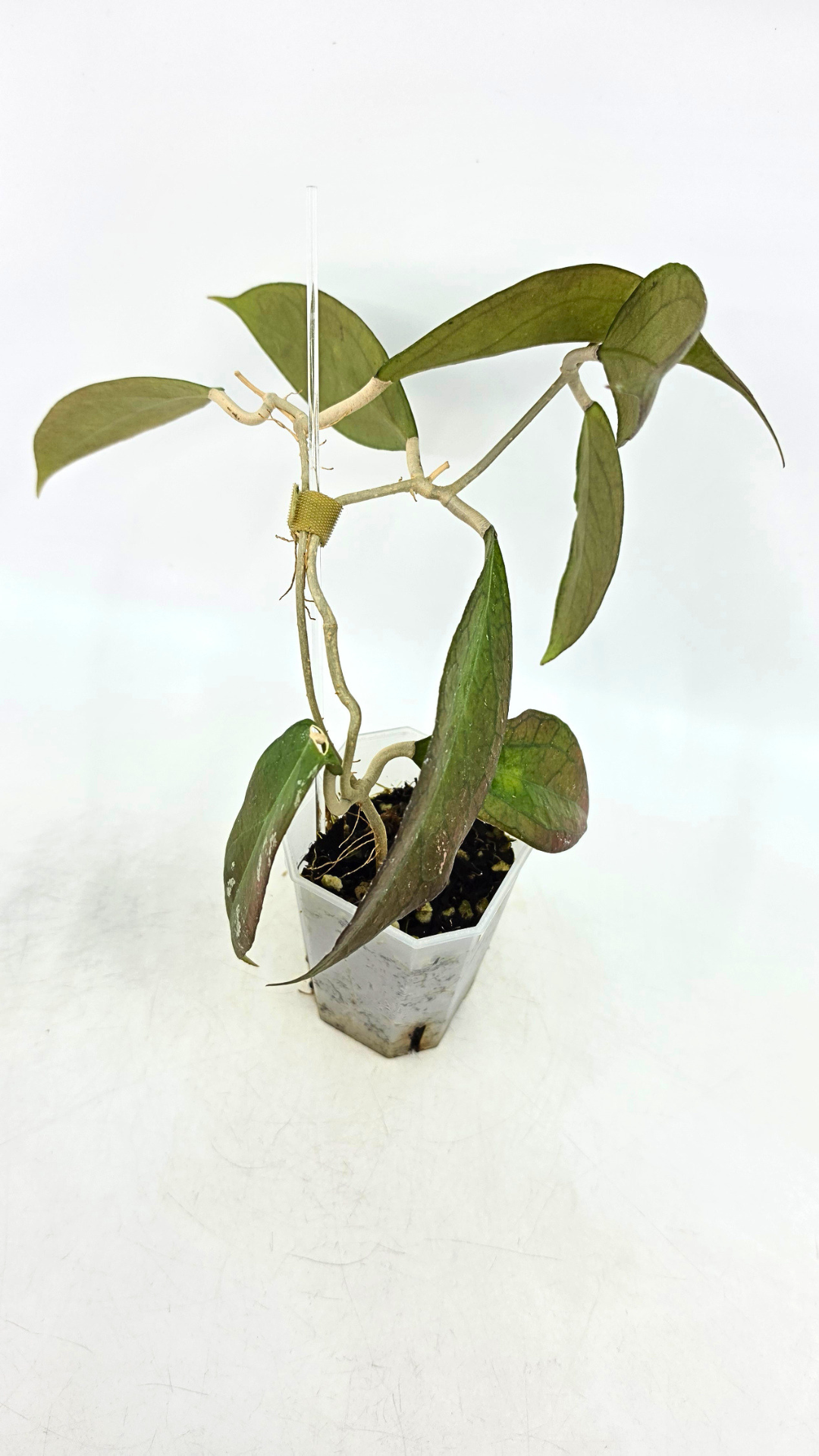 Rare waxplant Hoya Tequila Sunrise available for sale at rare indoor plant shop The Leaf Gallery in Perth, Western Australia