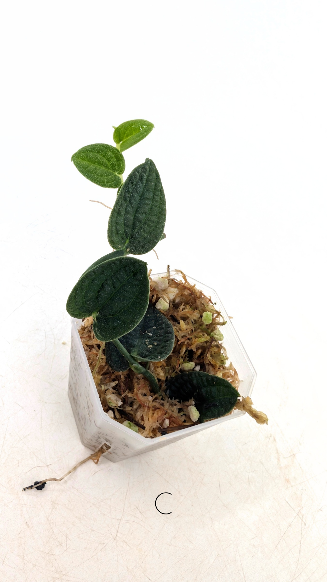 Rare Shingler plant Raphidophora Verstegii or Piper Clypeatum available at rare plant shop The Leaf Gallery in Perth, Western Australia