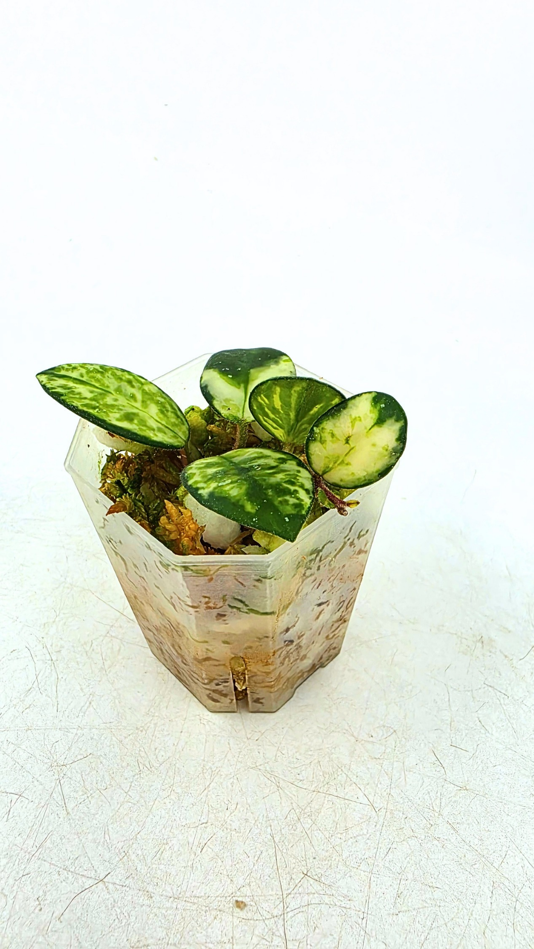 Rare waxplant Hoya Mathilde Variegated available for sale at rare indoor plant shop The Leaf Gallery in Perth, Western Australia