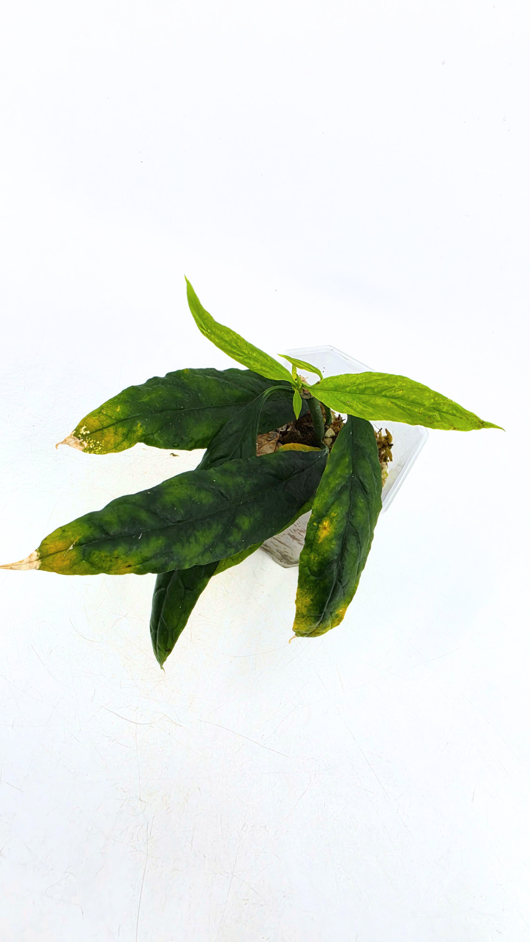 Rare waxplant Hoya Decipulae available for sale at rare indoor plant shop The Leaf Gallery in Perth, Western Australia