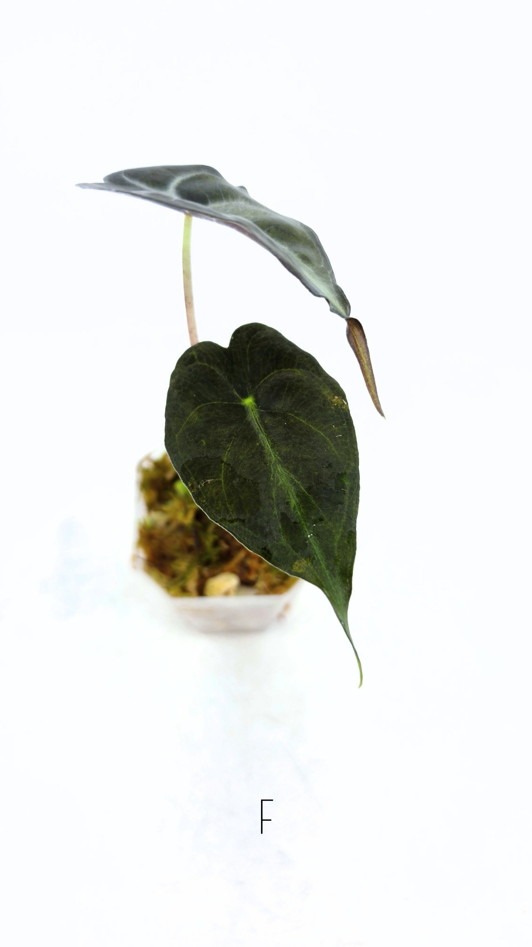 Rare indoor plant Alocasia Venom available for sale at rare house plant shop The Leaf Gallery in Perth, Western Australia.