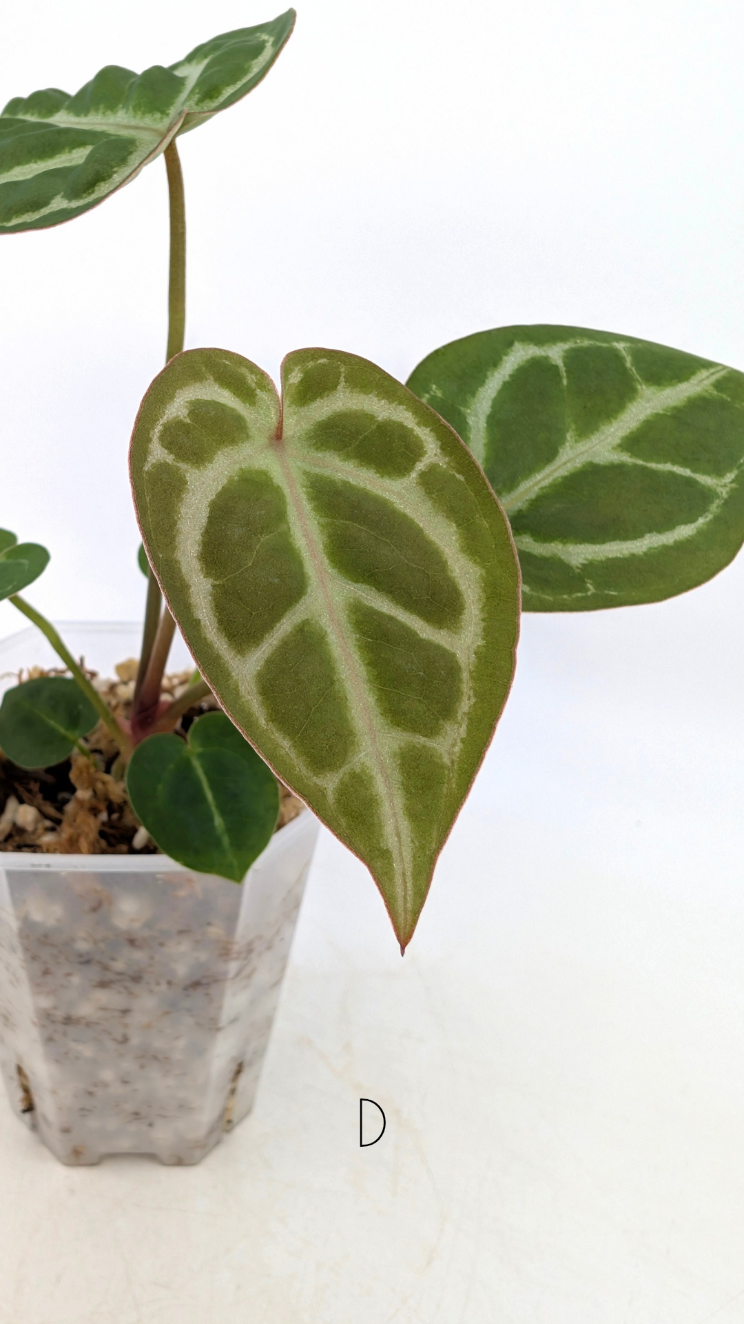 Rare anthurium hybrid Anthurium red dorayaki mutation with Anthurium Michelle by The Leaf Gallery in Perth, Western Australia