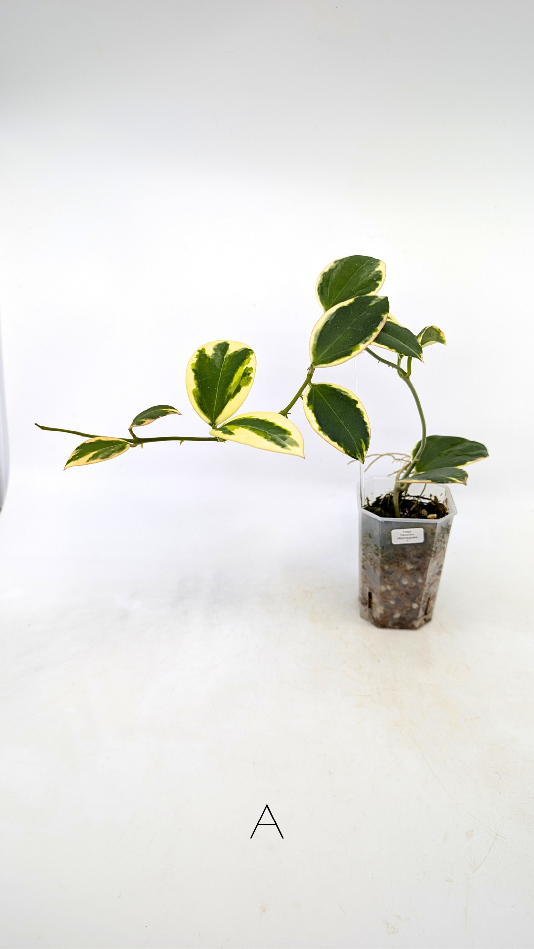 Rare waxplant Hoya sp Para Albomarginata available for sale at rare indoor plant shop The Leaf Gallery in Perth, Western Australia