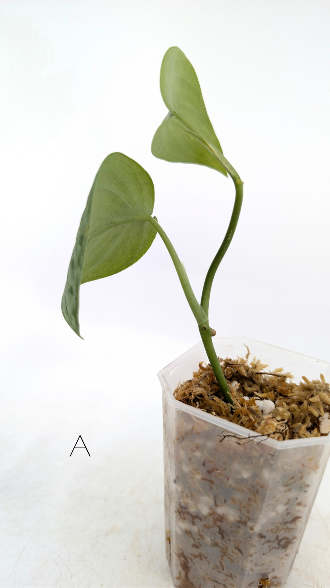 Rare indoor plant Scindapsus silver cloud available for sale at rare plant shop The Leaf Gallery in Perth, Western Australia