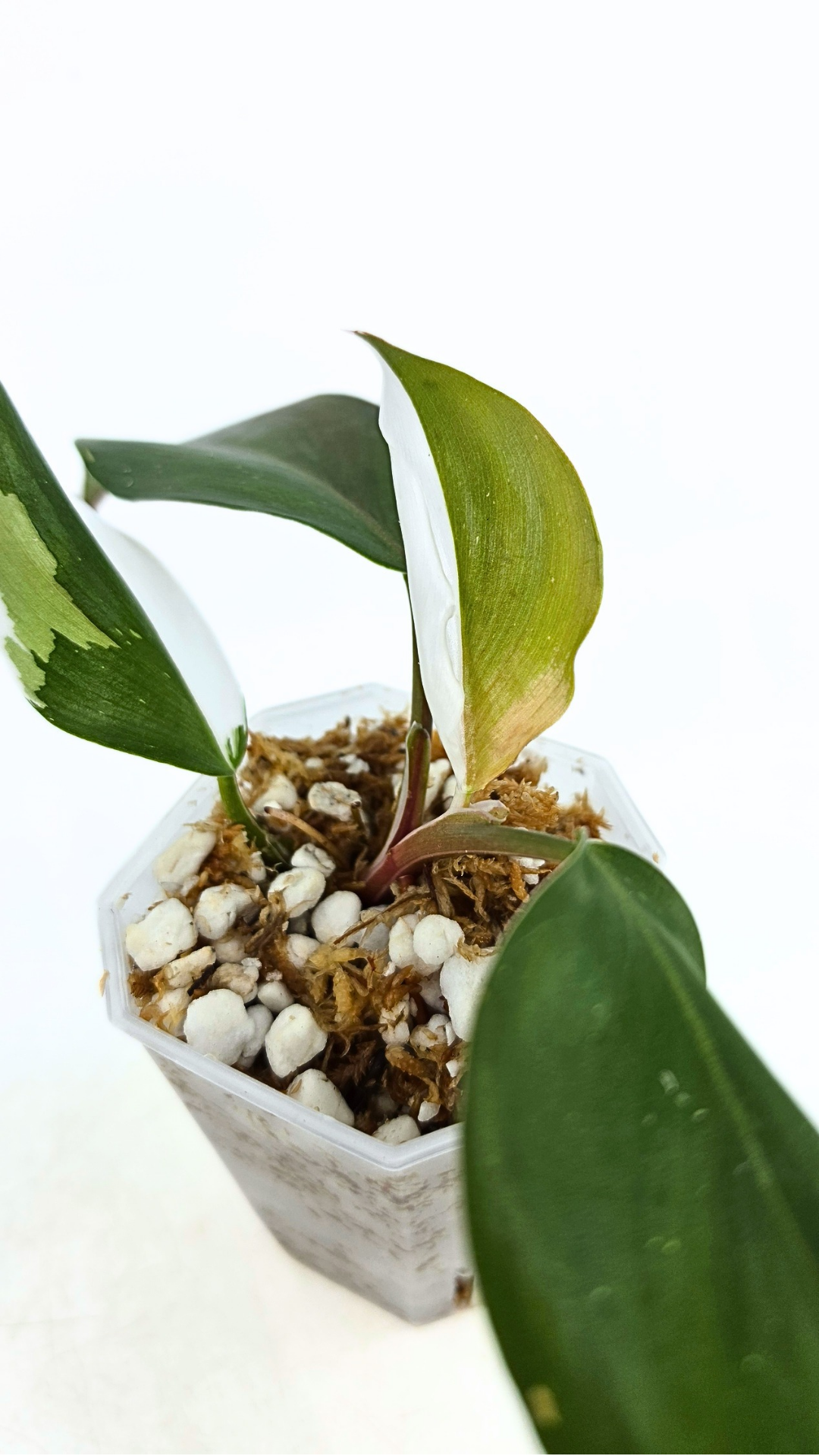 Rare plant Philodendron White Knight by rare plant shop the Leaf Gallery in Perth, Western Australia