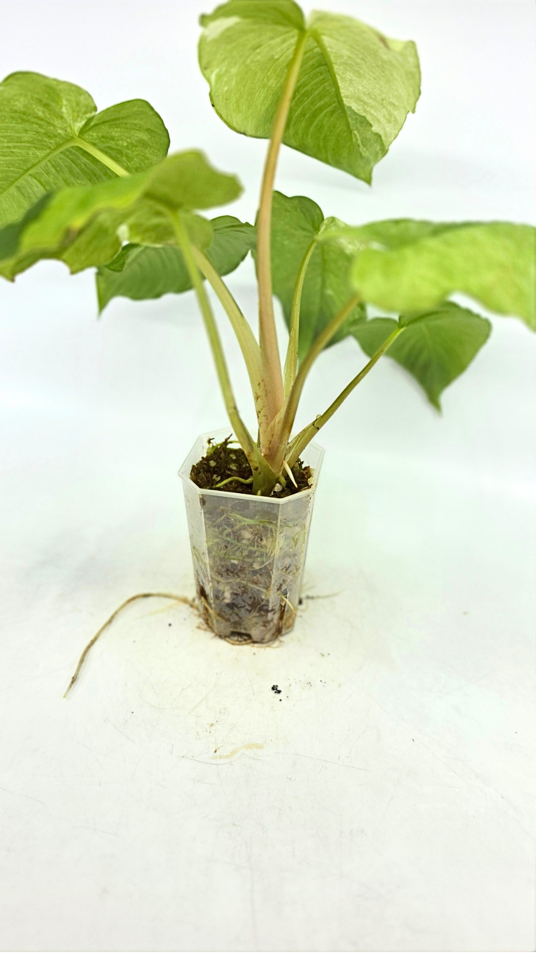 Rare indoor plant Homalomena Sp Borneo Marble Variegated available for sale at rare plant shop The Leaf Gallery in Perth, Western Australia