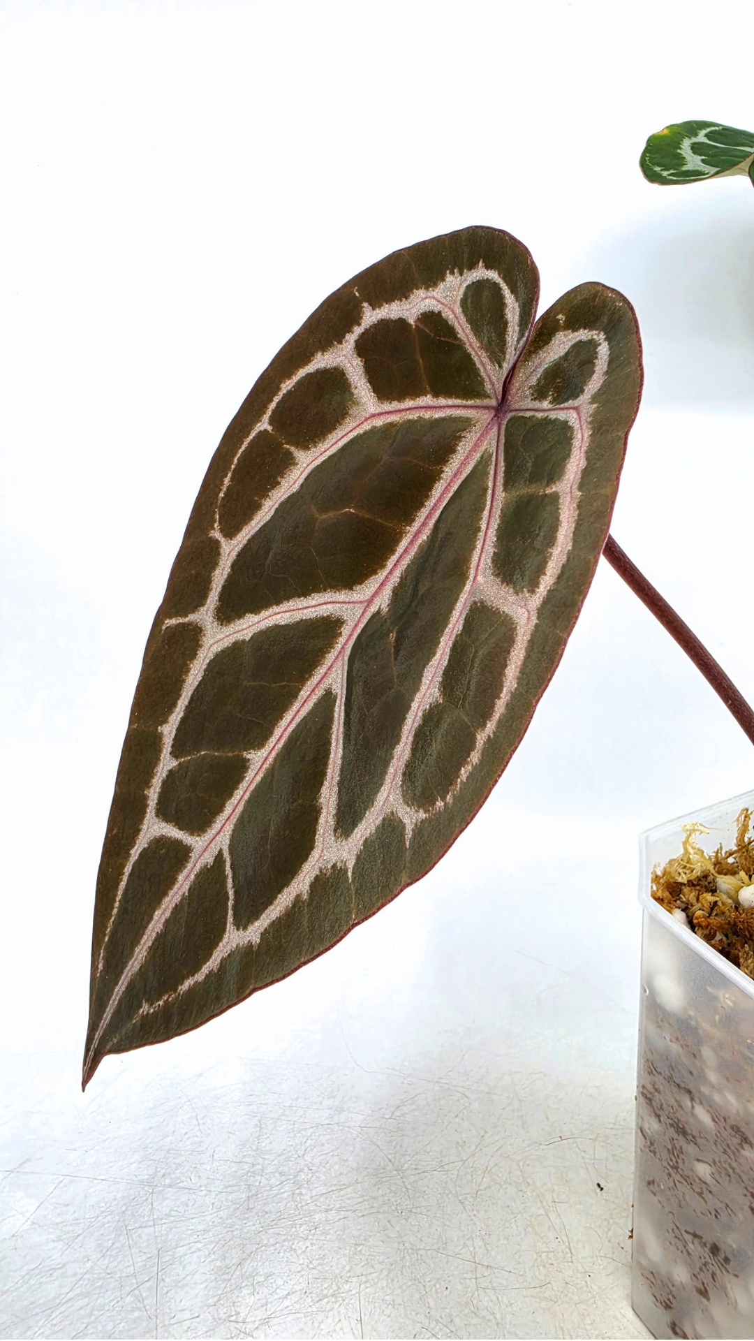 are indoor plant Anthurium Michelle by DocBlock avaiable for sale at rare house plant shop The Leaf Gallery in Perth, Western Australia