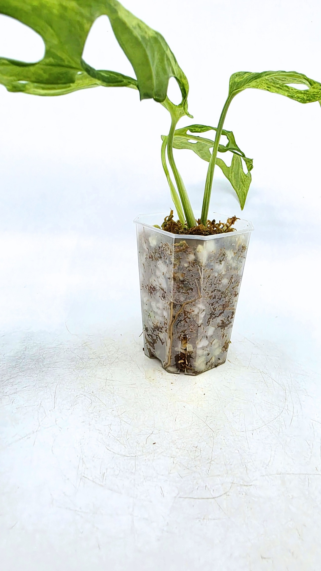 Rare indoor house plant Monstera Adansonii Mottled Mint Varigation available for sale at rare plant shop The Leaf Gallery in Perth, Western Australia