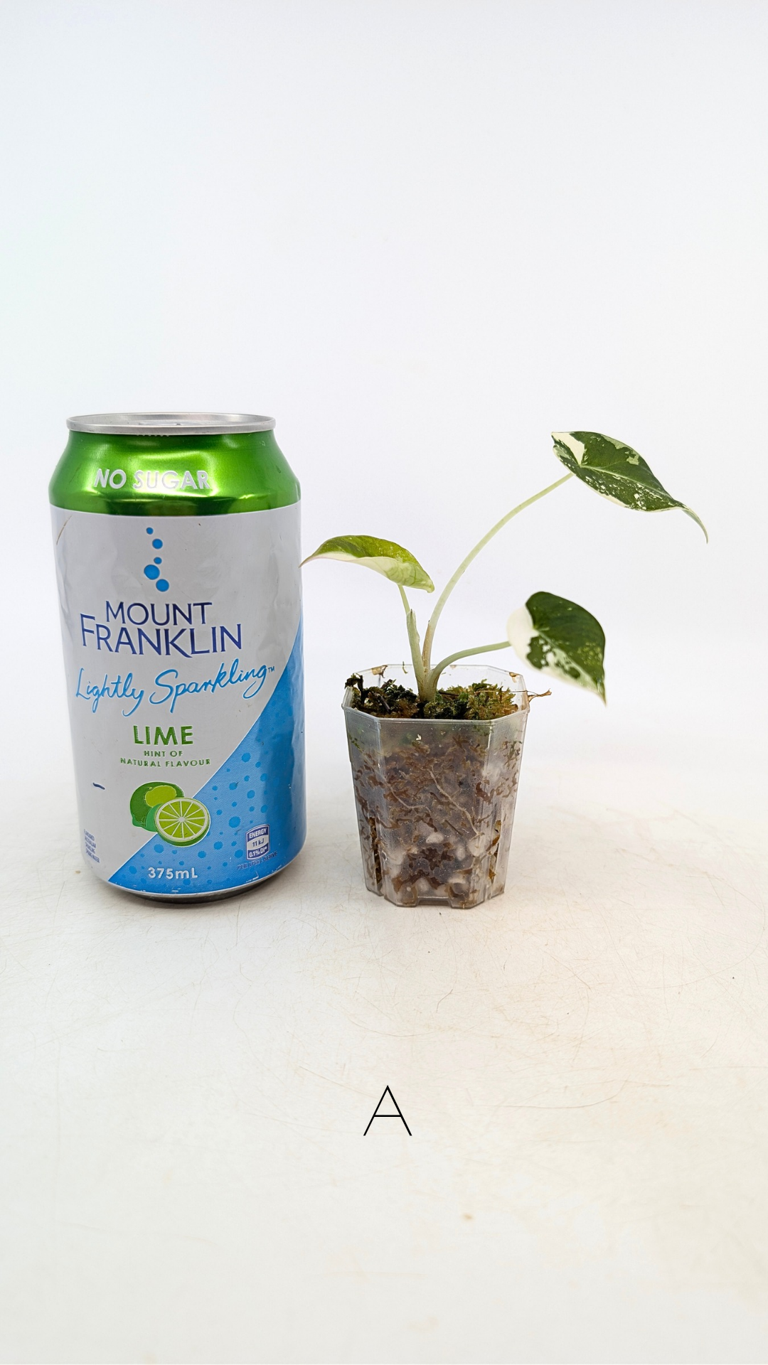 Rare indoor plant Alocasia Black Velvet Pink Variegated available for sale from rare house plant shop The Leaf Gallery in Perth, Western Australia