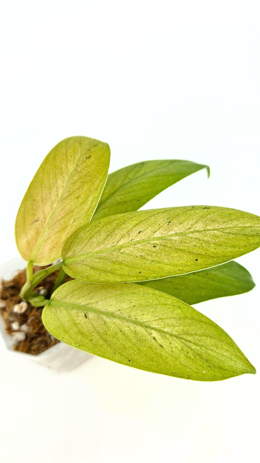 Rare indoor plant Philodendron Whipple Way available for sale at rare plant shop The Leaf Gallery in Perth, Western Australia