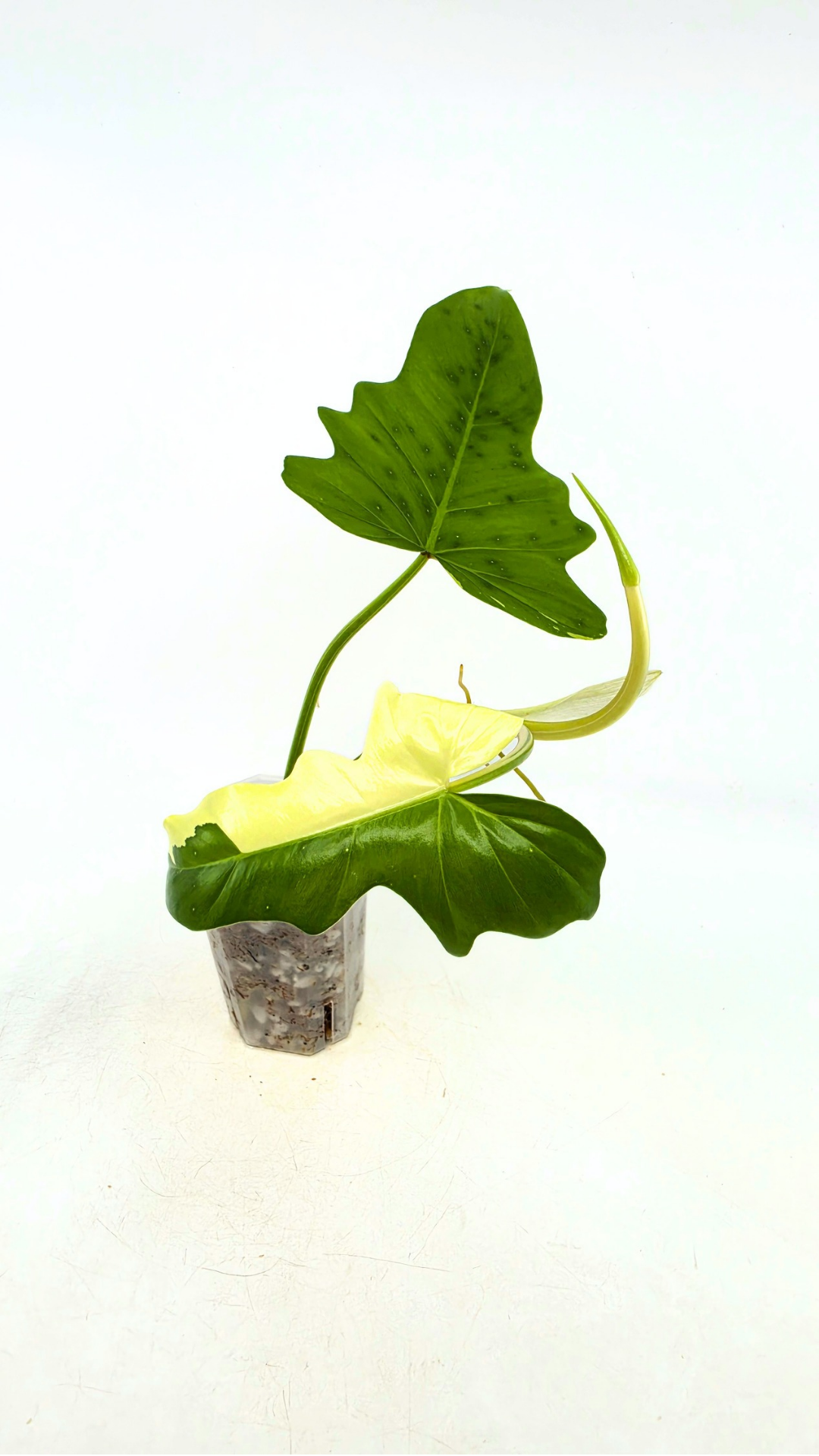 Super Rare indoor plant Philodendron Golden Dragon variegated available for sale at rare house plant shop The Leaf Gallery in Perth, Western Australia.