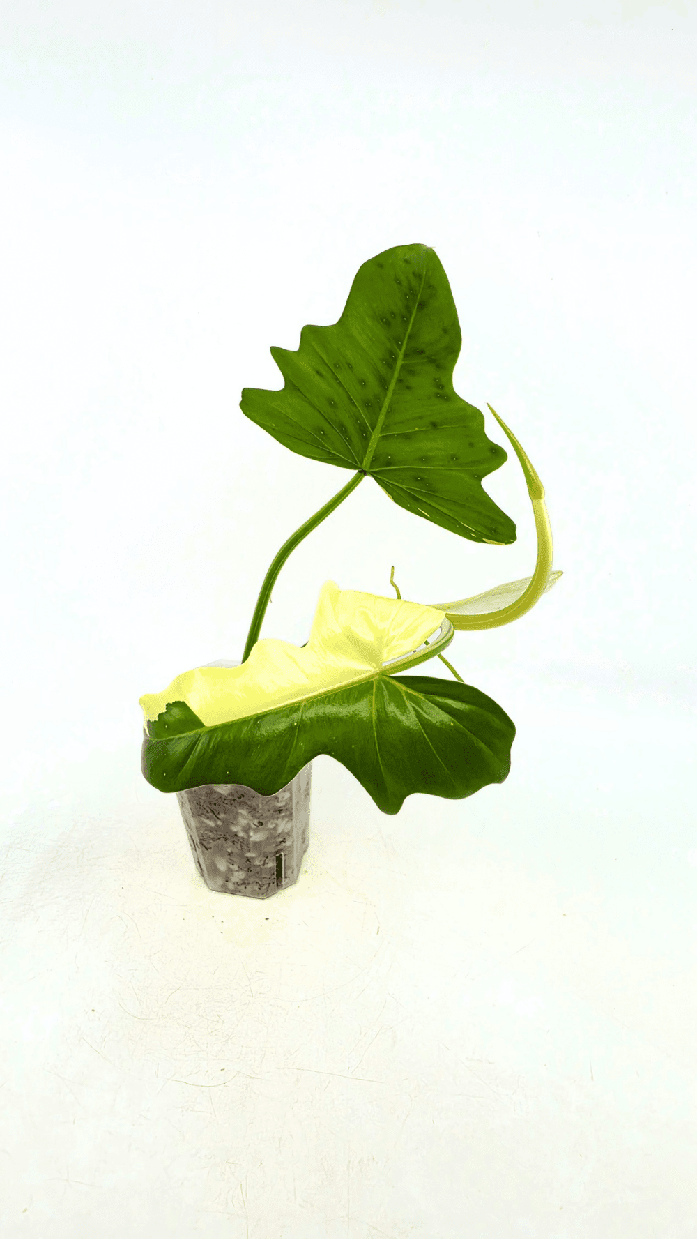 Philodendron Golden Dragon Variegated  The Leaf Gallery