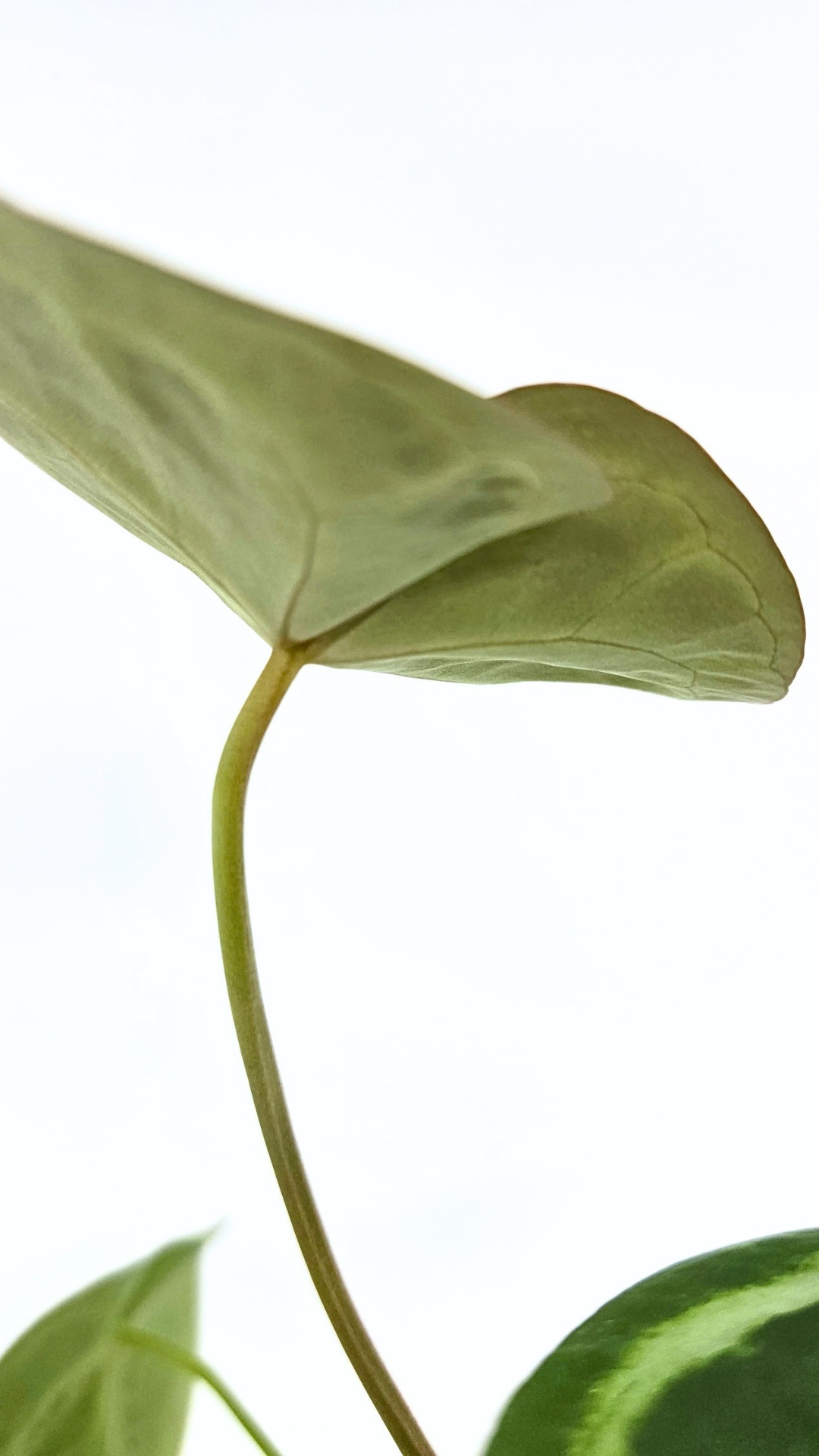 Rare indoor plant Anthurium Magnificum available for sale at rare house plant shop The Leaf Gallery in Perth, Western Australia