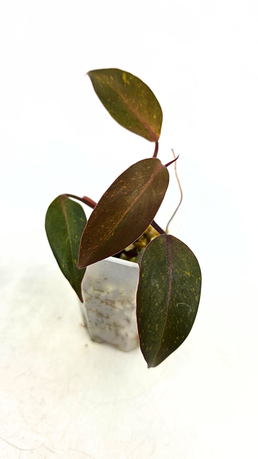 Rare indoor plant Philodendron Orange Princess Varigated available for sale at rare plant shop The Leaf Gallery in Perth, Western Australia
