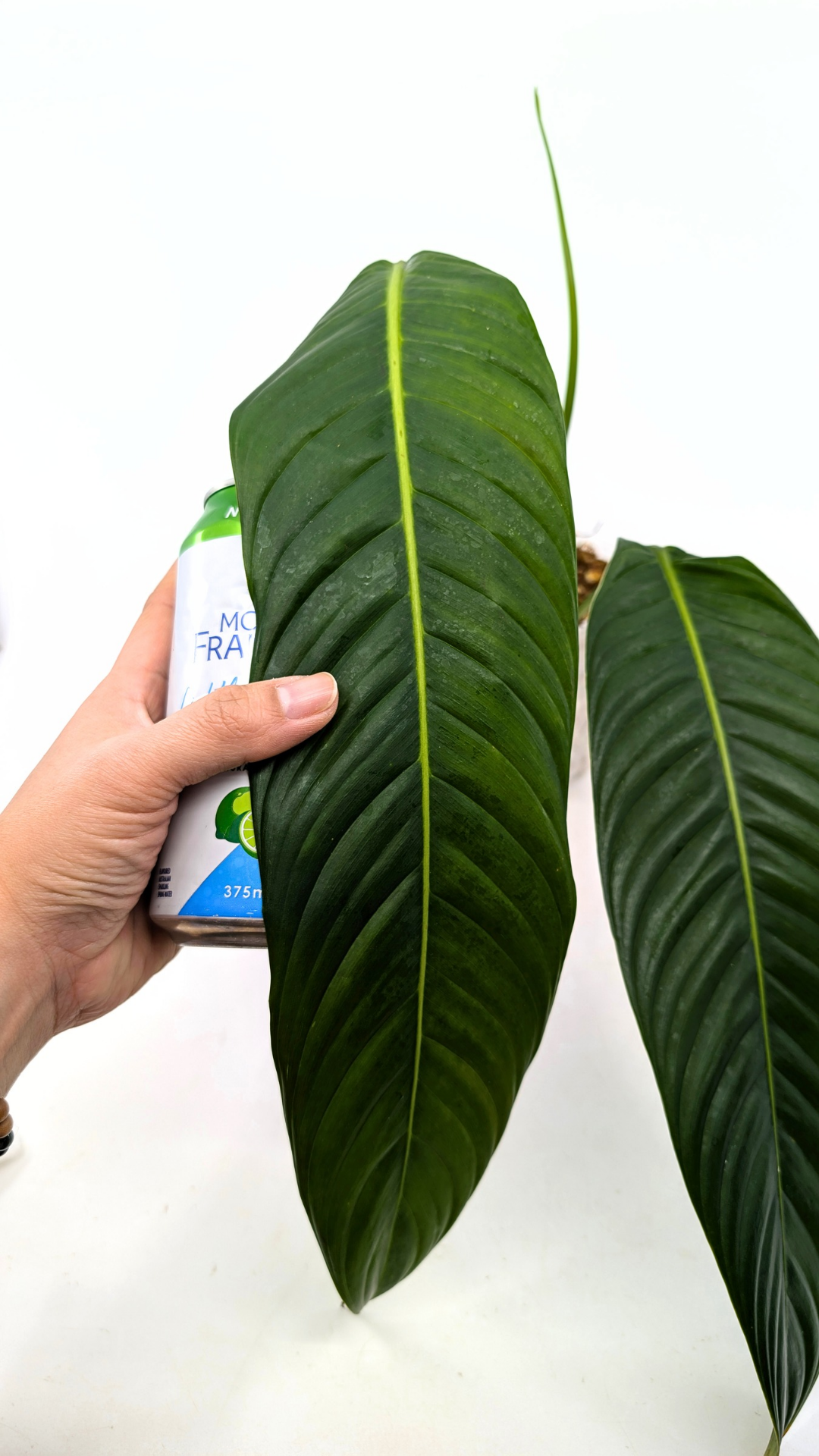 Rare Indoor Plant Philodendron Heterocraspedon for sale at rare plant shop The Leaf Gallery in Perth, Western Australia