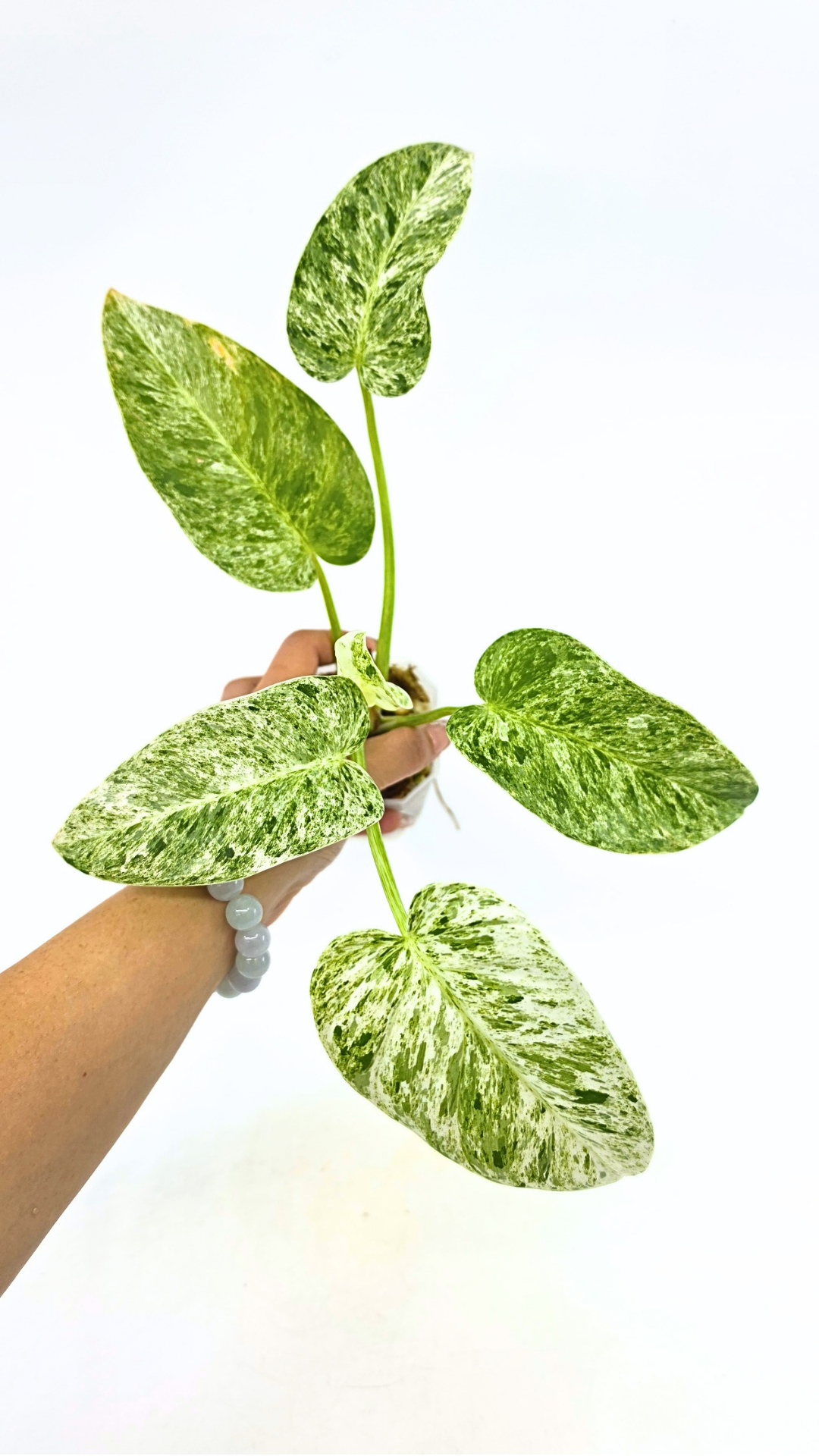 Rare indoor plant Philodendron Giganteum Blizzard Varigated by rare plant shop The Leaf Gallery in Perth, Western Australia