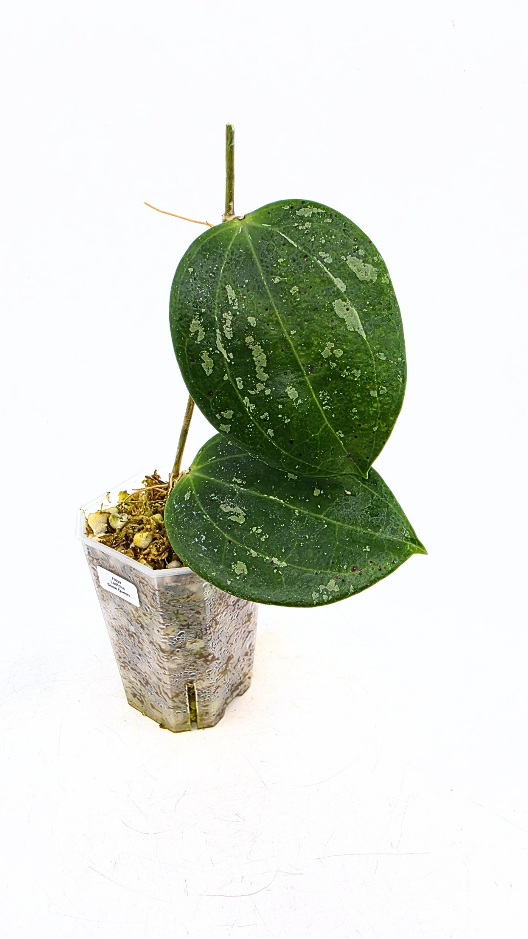 Rare waxplant Hoya Latifolia Snow Queen available for sale at rare plant shop The Leaf Gallery in Perth, Western Australia