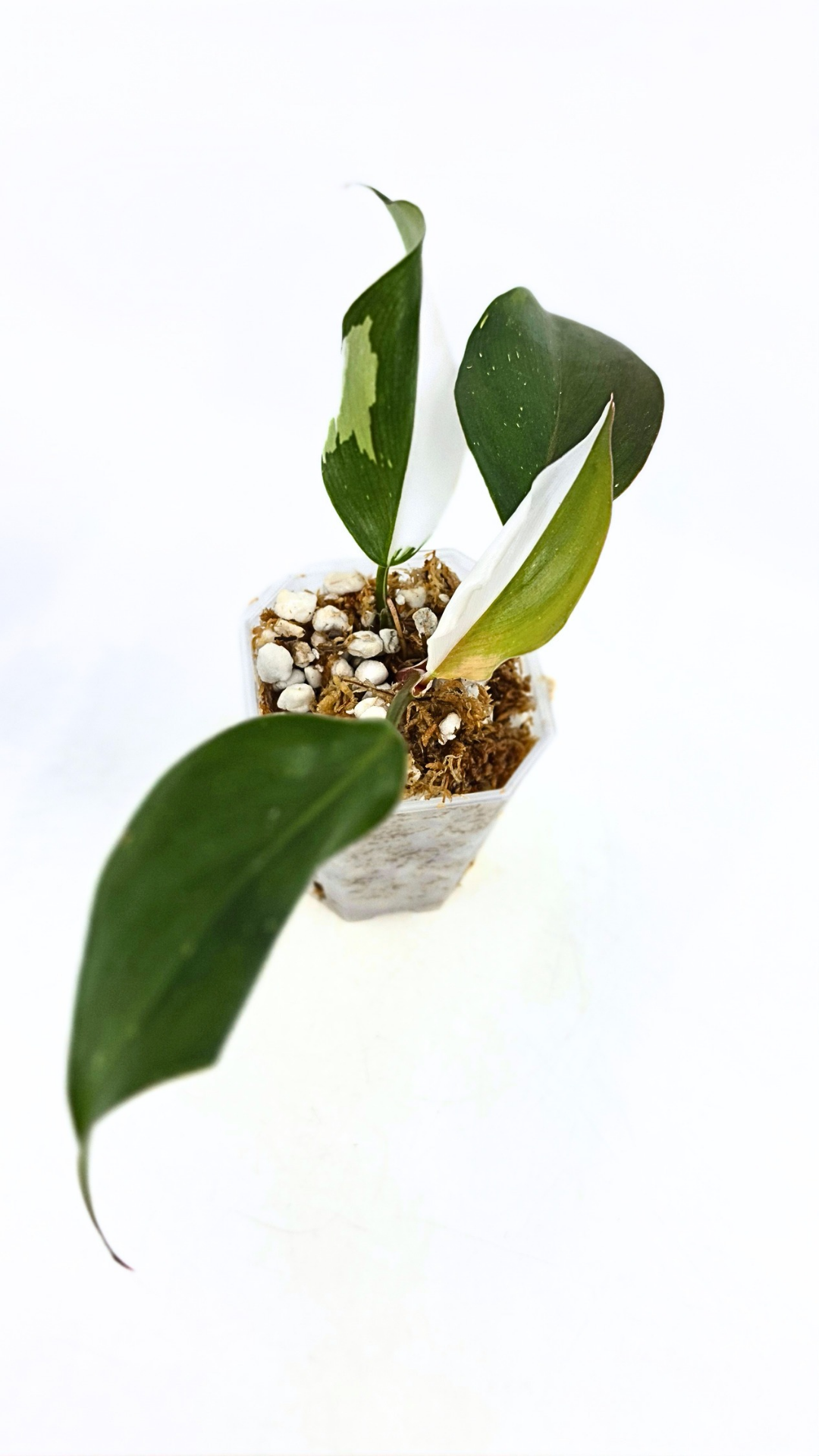 Rare plant Philodendron White Knight by rare plant shop the Leaf Gallery in Perth, Western Australia