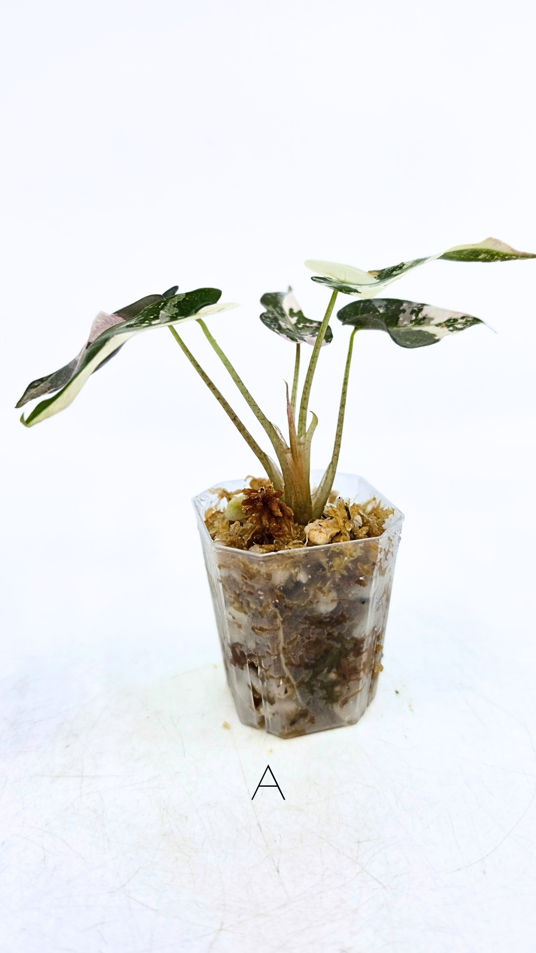 Rare indoor plant Alocasia Amazonica Bambino Pink TC plantlets available for sale at rare houseplant shop The Leaf Gallery in Perth, Western Australia