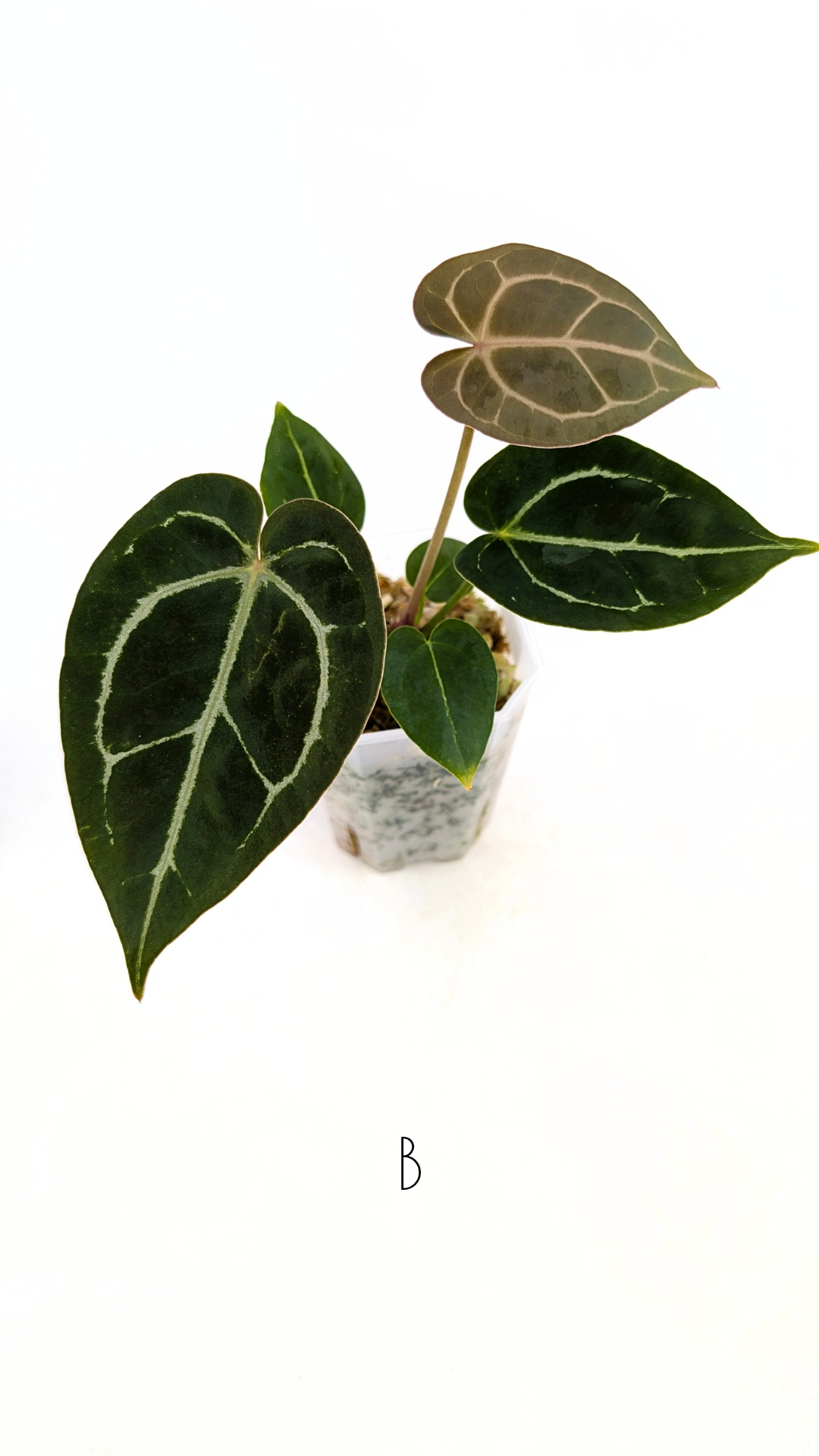 Rare anthurium hybrid Anthurium Dark Forgetii x Bessae Aff X Anthurium Michelle by The Leaf Gallery in Perth, Western Australia