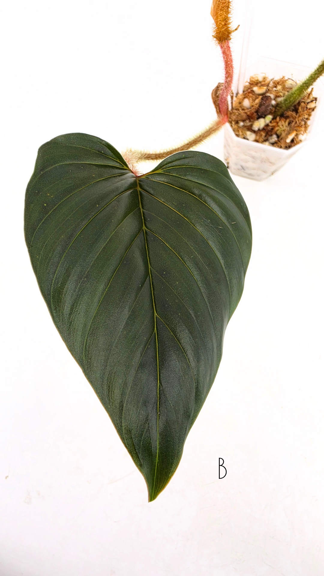 Rare plant philodendron squamicaule pink available at rare plant shop The Leaf Gallery in Perth, Western Australia