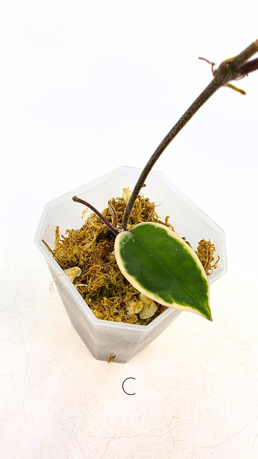 Uncommon indoor plant hoya Carnosa Krimson Queen propagated by and available for sale at rare plant shop The Leaf Gallery in Perth.