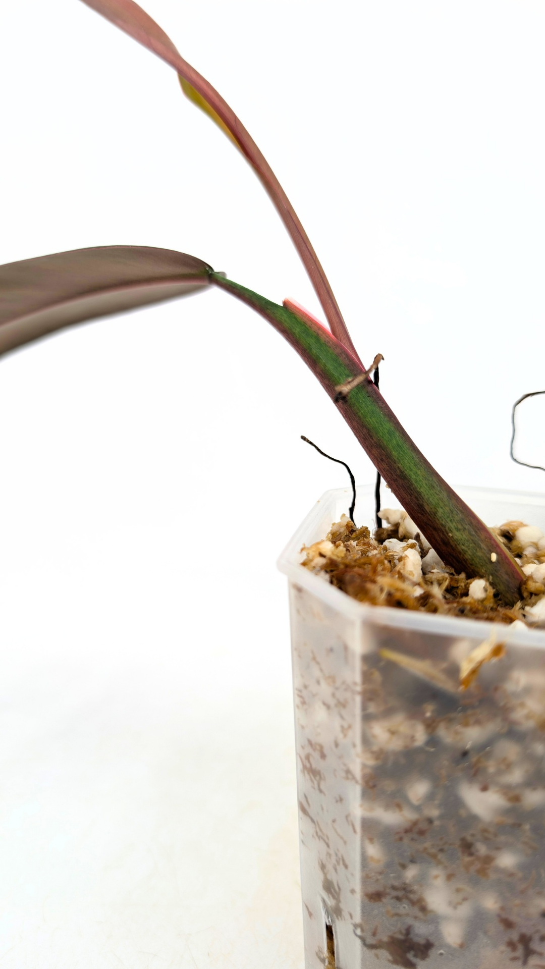 Rare indoor plant Philodendron Bicolour available for sale at rare house plant shop The Leaf Gallery in Perth, Western Australia