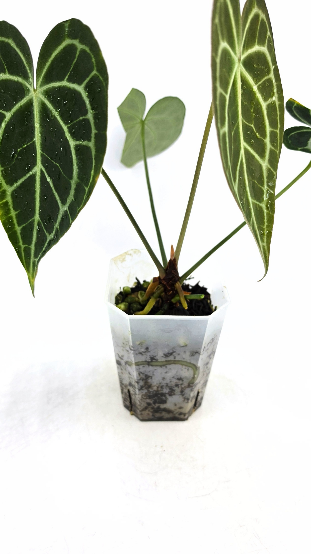 Rare Anthurium Clarineverium Hybrid - Queen of Clarinervium available for sale at rare plant shop The Leaf Gallery in Perth, Western Australia.