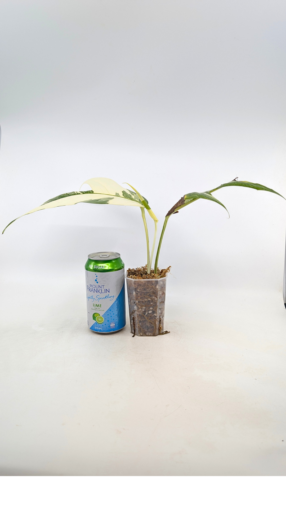 Uncommon house plant Epipremnum Pinnatum Varigated available for sale at rare plant shop The Leaf Gallery in Perth, Western Australia