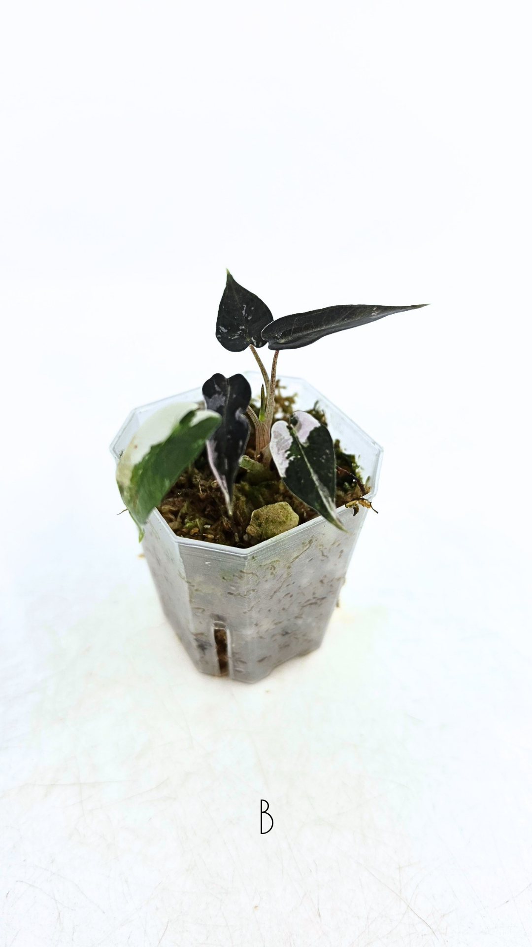 Rare indoor plant Alocasia Amazonica Bambino Pink TC plantlets available for sale at rare houseplant shop The Leaf Gallery in Perth, Western Australia