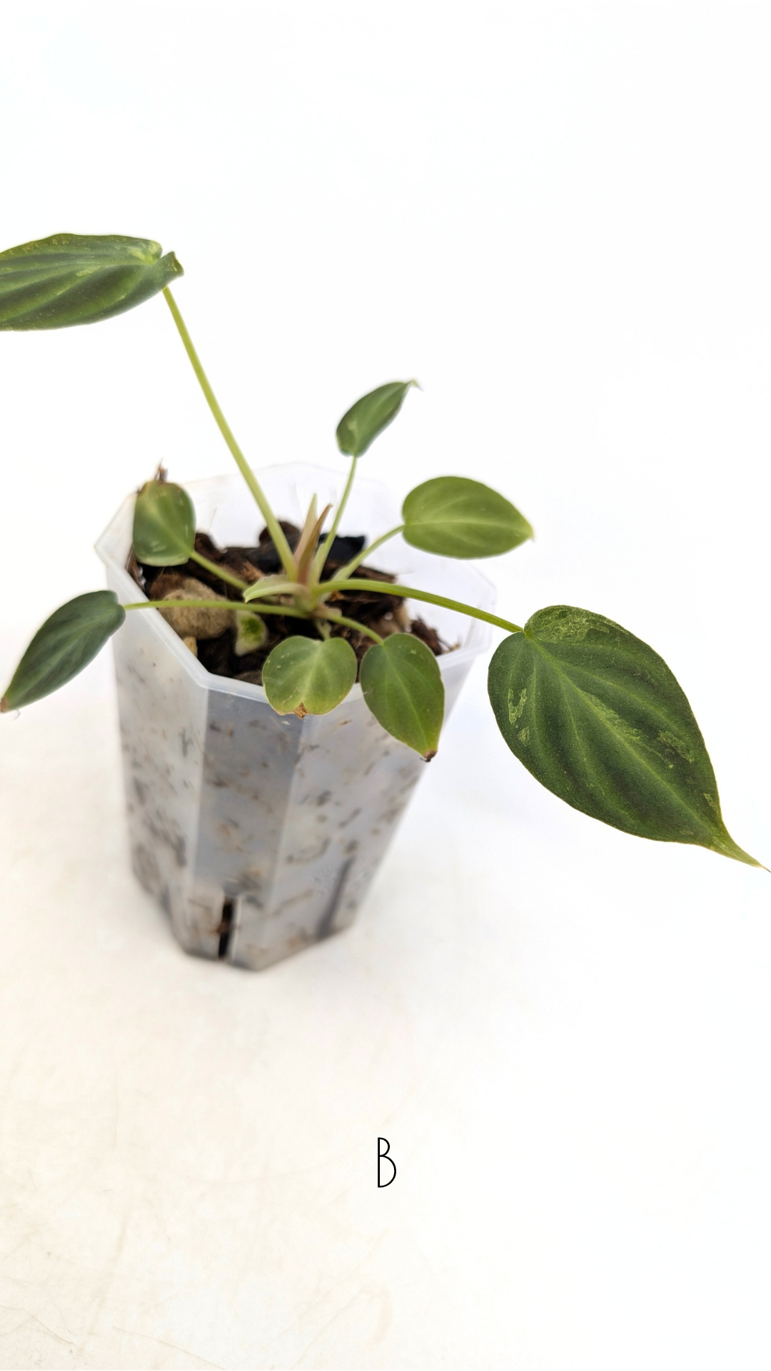 Rare indoor plant Philodendron Verrucusom Mint Variegated available for sale at rare house plant shop The Leaf Gallery in Perth, Western Australia