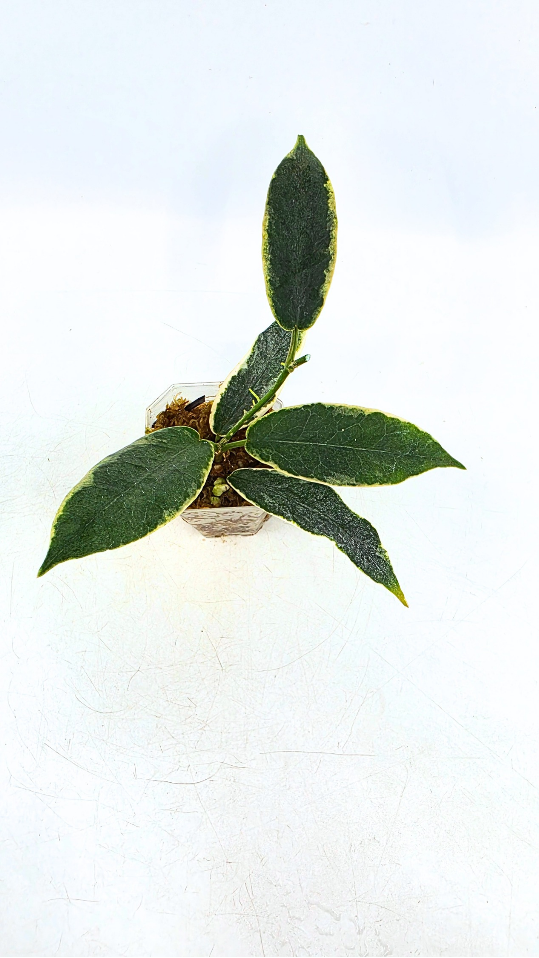 Rare waxplant Hoya Archboldiana Albomarginata available for sale at rare indoor plant shop The Leaf Gallery in Perth, Western Australia