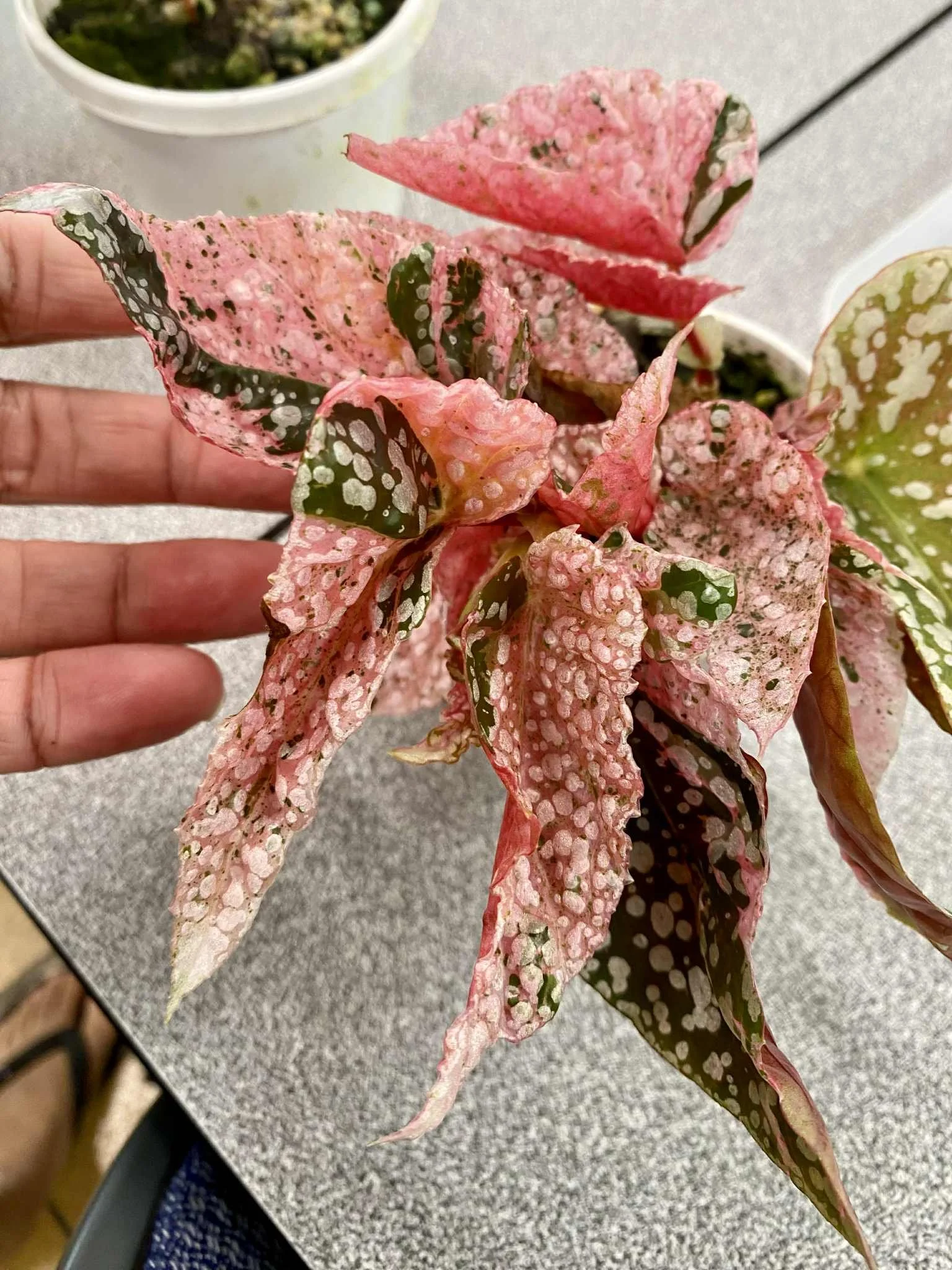 Sought after indoor plant Begonia Snow Capped Pink Variegated available at rare plant shop The Leaf Gallery in Perth, Western Australia