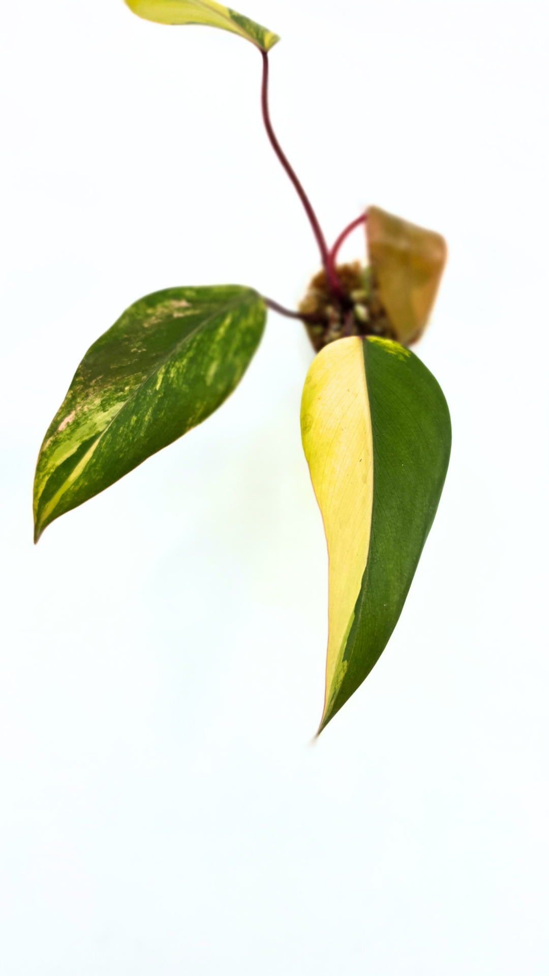 Rare indoor plant Philodendron Strawberry Shake grown and propagated by rare plant shop The Leaf Gallery in Perth, Western Australia