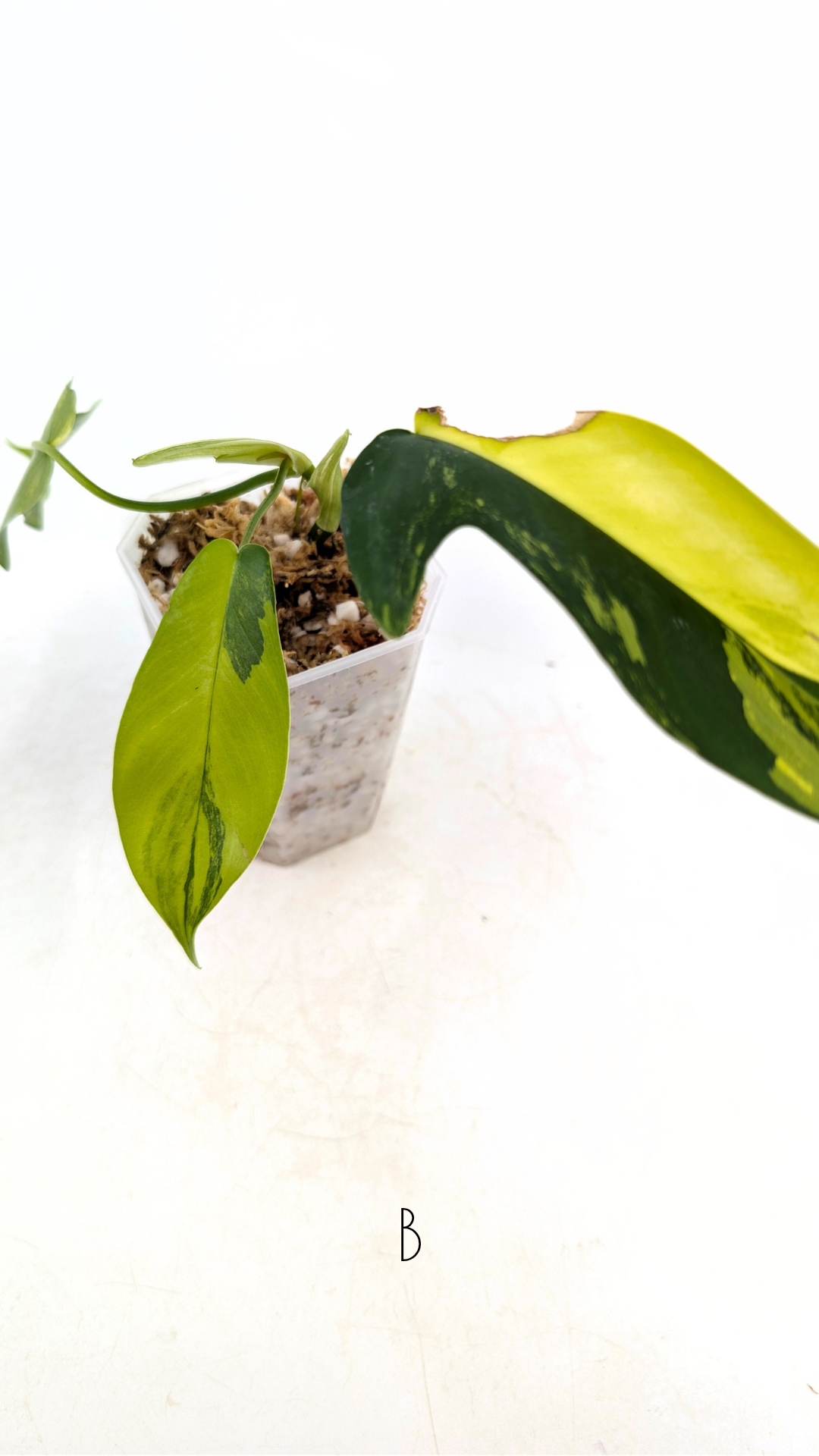 Rare indoor plant Philodendron Florida Beauty Varigated available at rare plant shop The Leaf Gallery in Perth, Western Australia