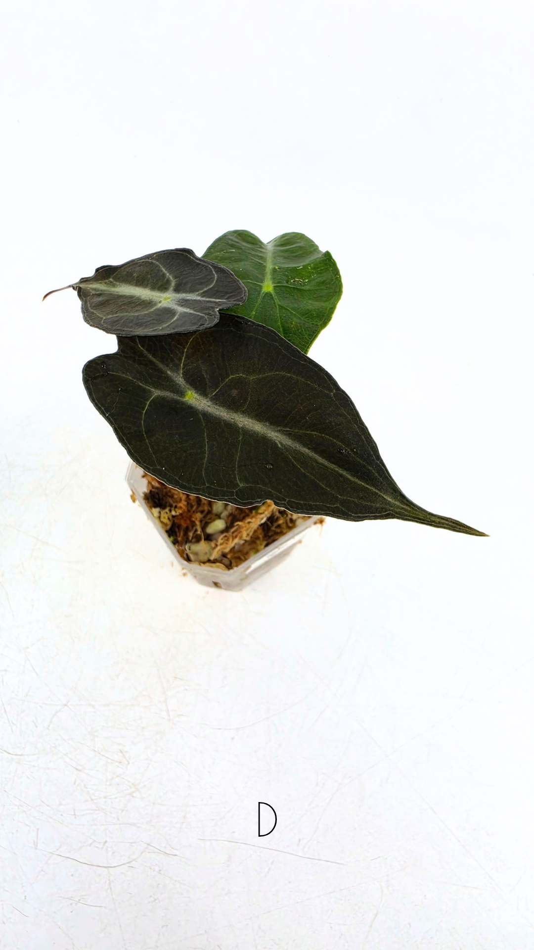 Rare indoor plant Alocasia Venom available for sale at rare house plant shop The Leaf Gallery in Perth, Western Australia
