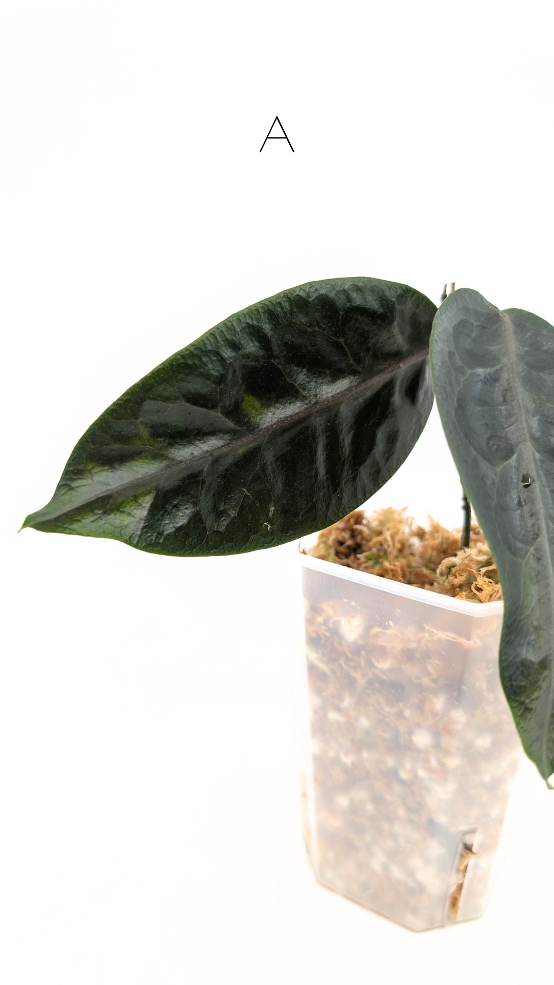 Rare waxplant hoya megalaster IML1007 available for sale at rare plant shop The Leaf Gallery in Perth, Western Australia