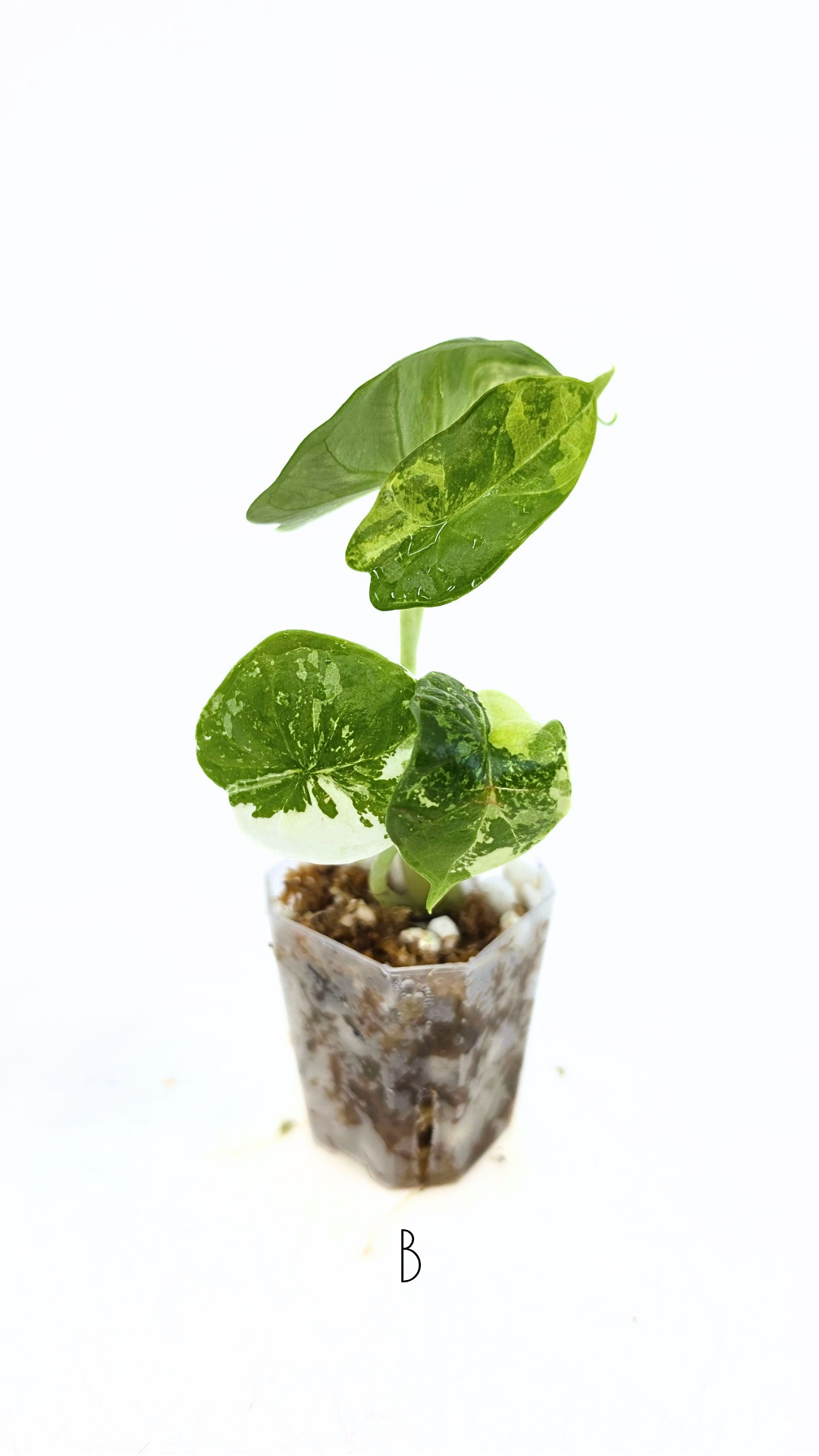Sought after indoor plant Alocasia Dragon Scale Variegated available for sale at rare house plant shop The Leaf Gallery in Perth, Western Australia