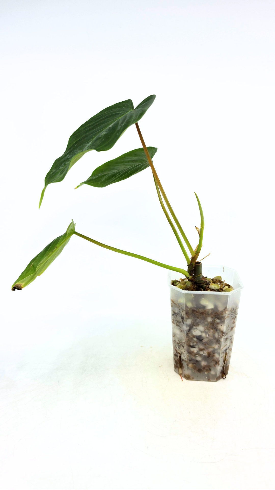 Rare indoor plant Philodendron Majestic available at rare plant shop The Leaf Gallery in Perth, Western Australia