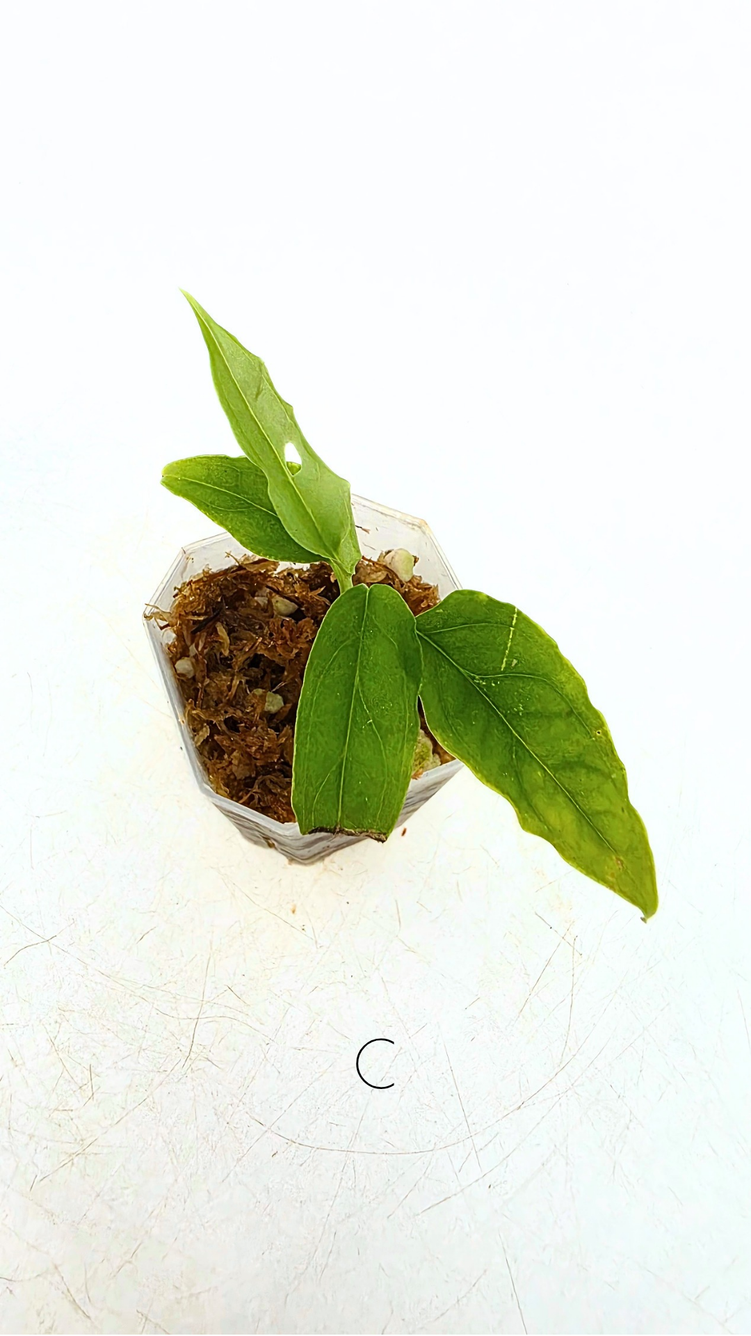 Rare indoor plant Monstera Obliqua Peru available for sale at rare house plant shop The Leaf Gallery in Perth, Western Australia